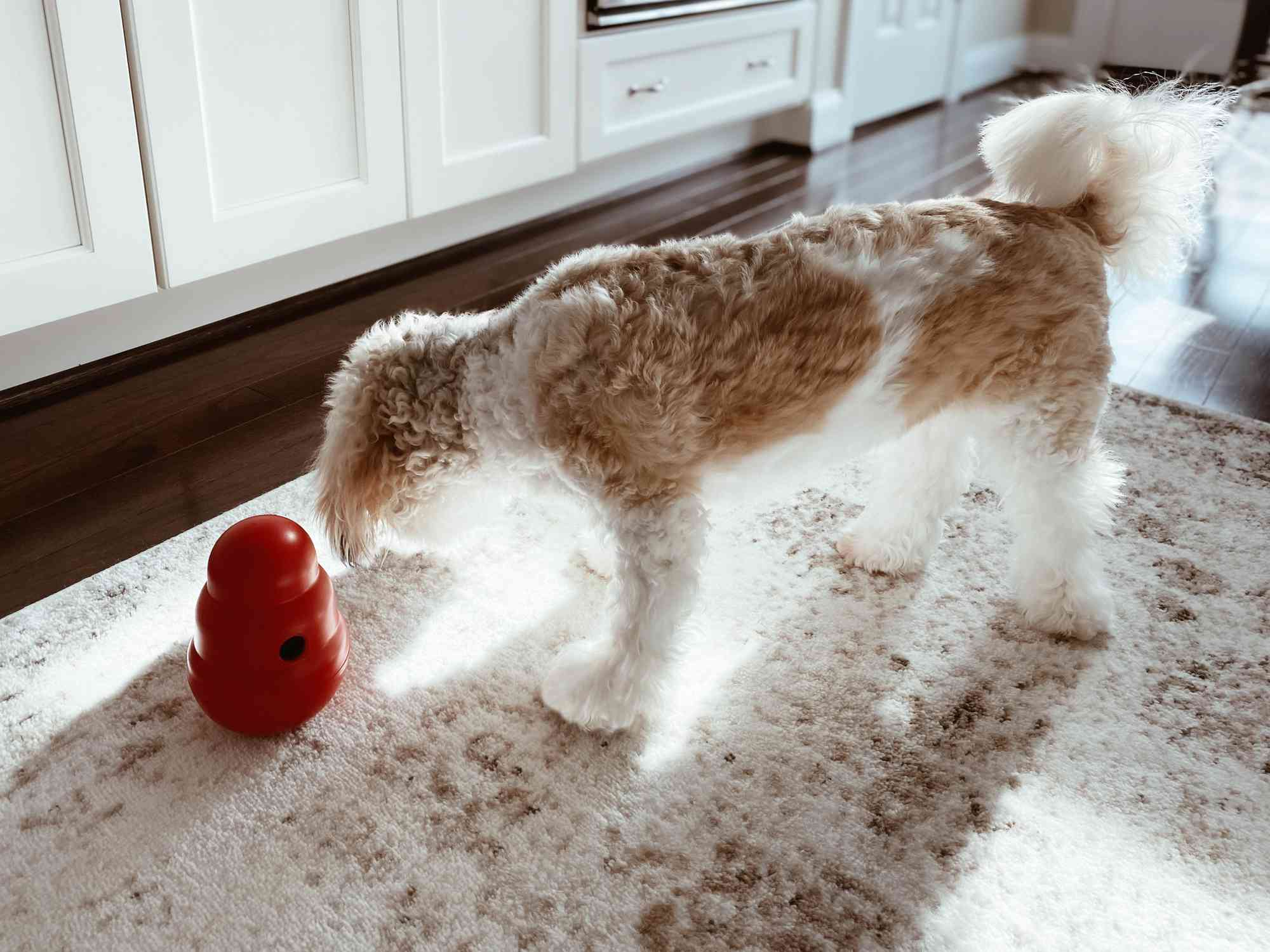 dog sniffing an interactive dog toy