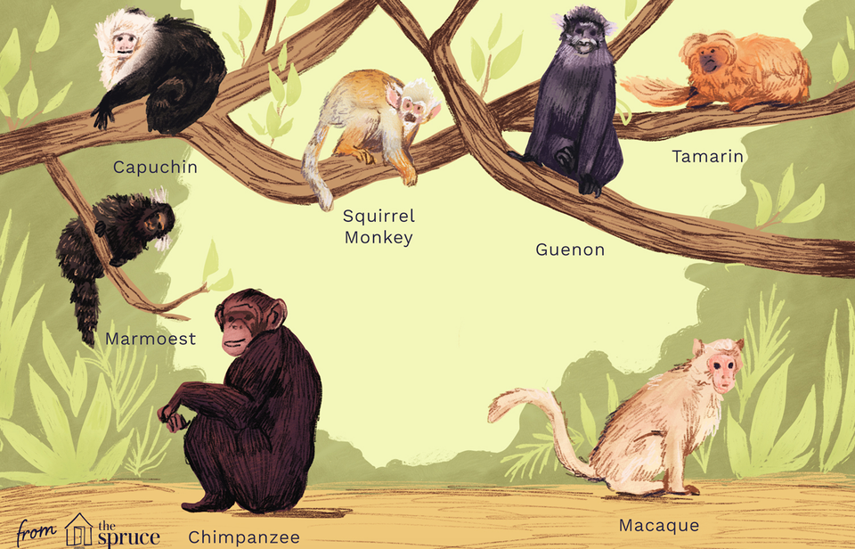 types of monkeys illustration