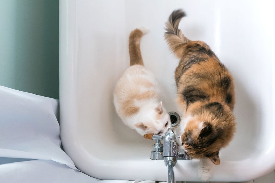cats drinking from the tub spout in the bathroom