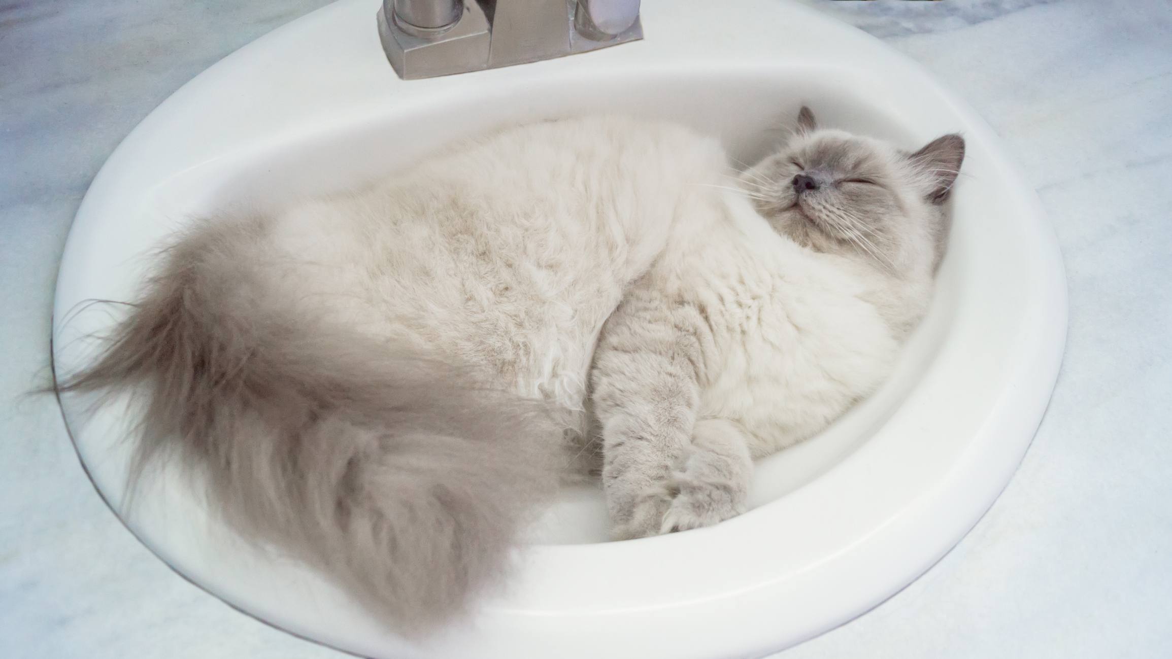 Cat sleeping in a sink