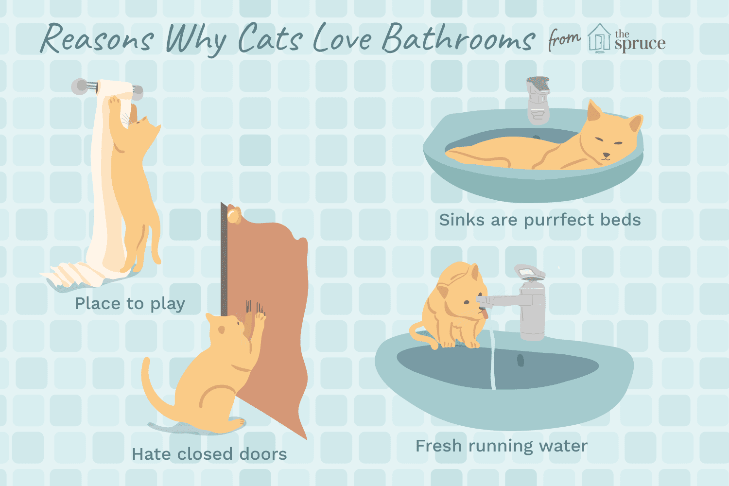 illustration of reasons cats love bathrooms
