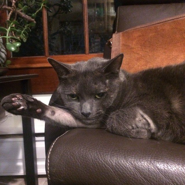 Gray cat lying on a leather sofa.