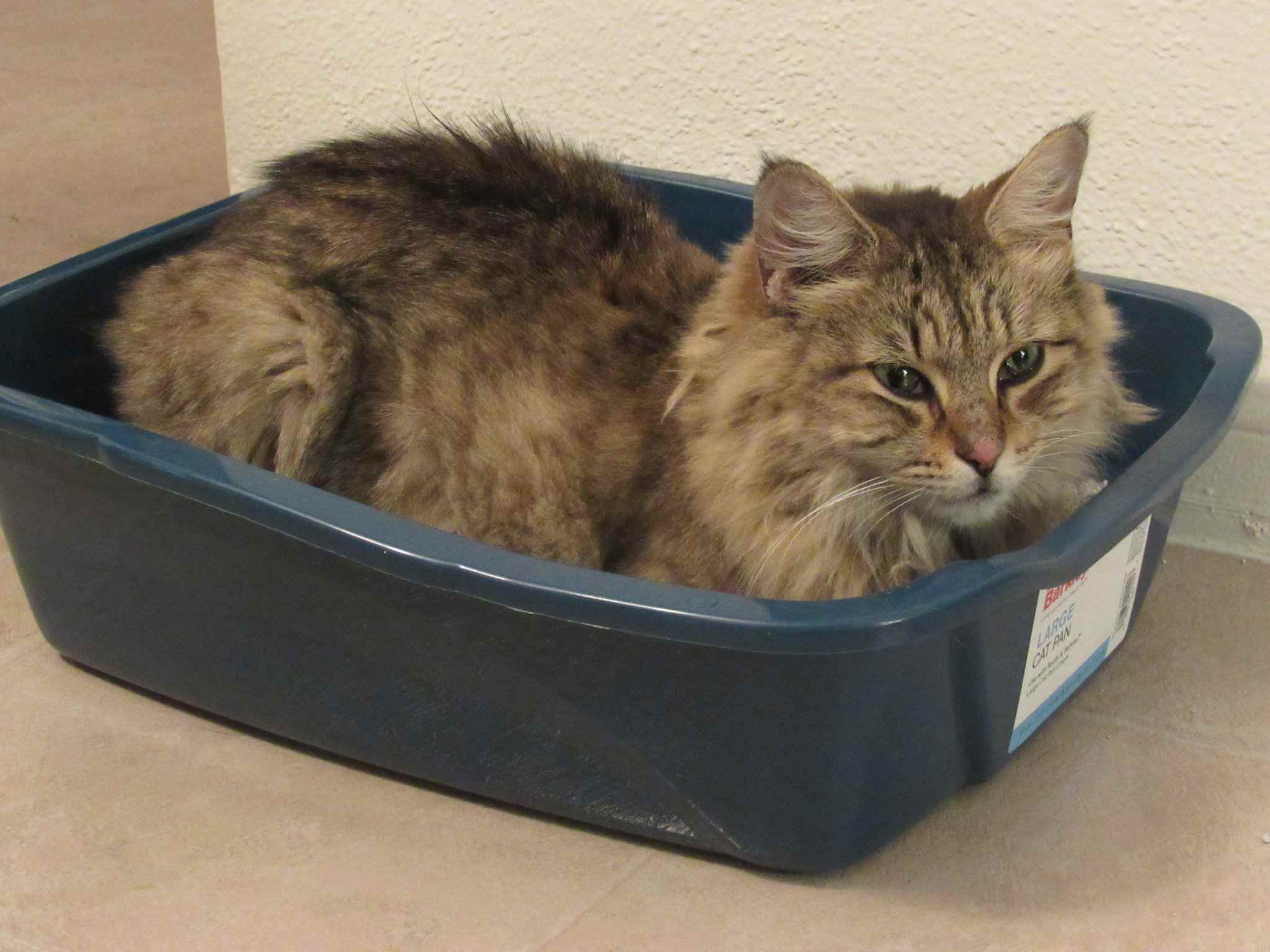 Brown long-haired cat sitting in a litter box.