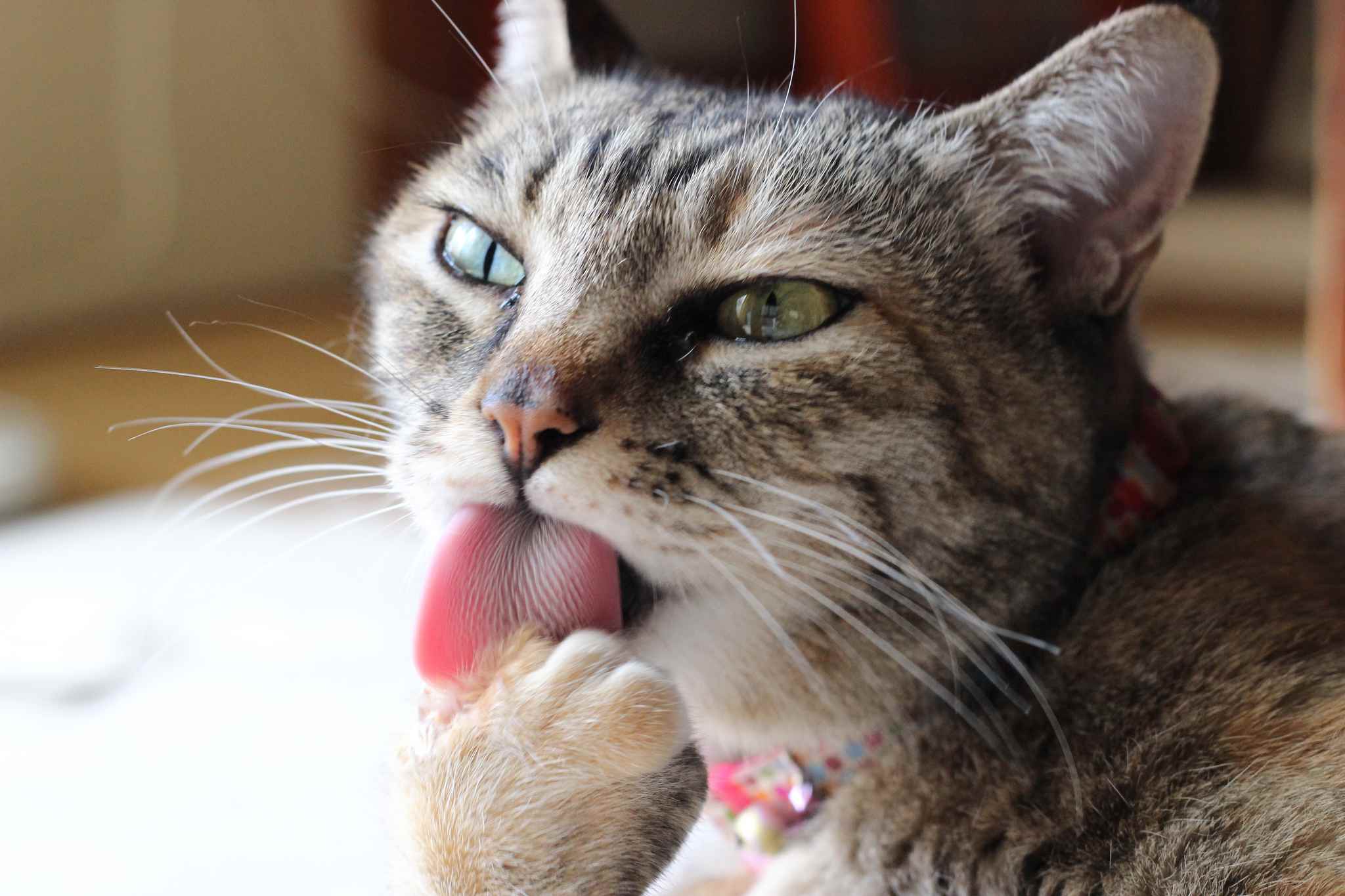 Tabby cat licking its front paw.
