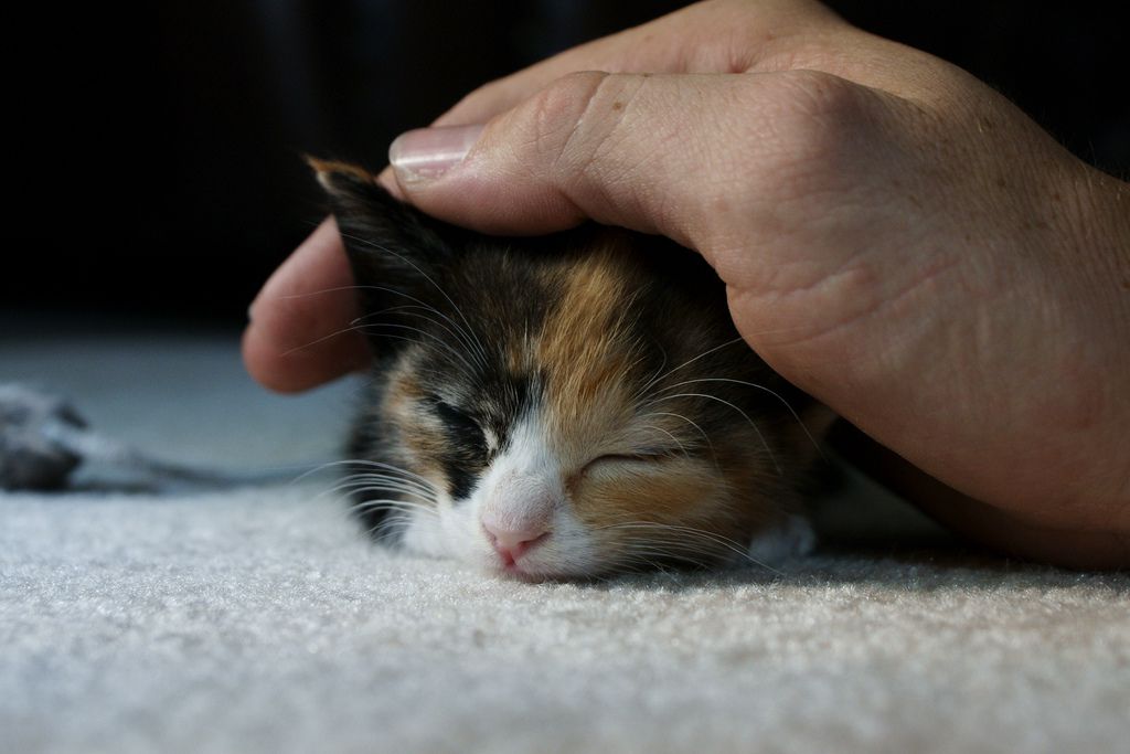 Hand petting a calico kitten.