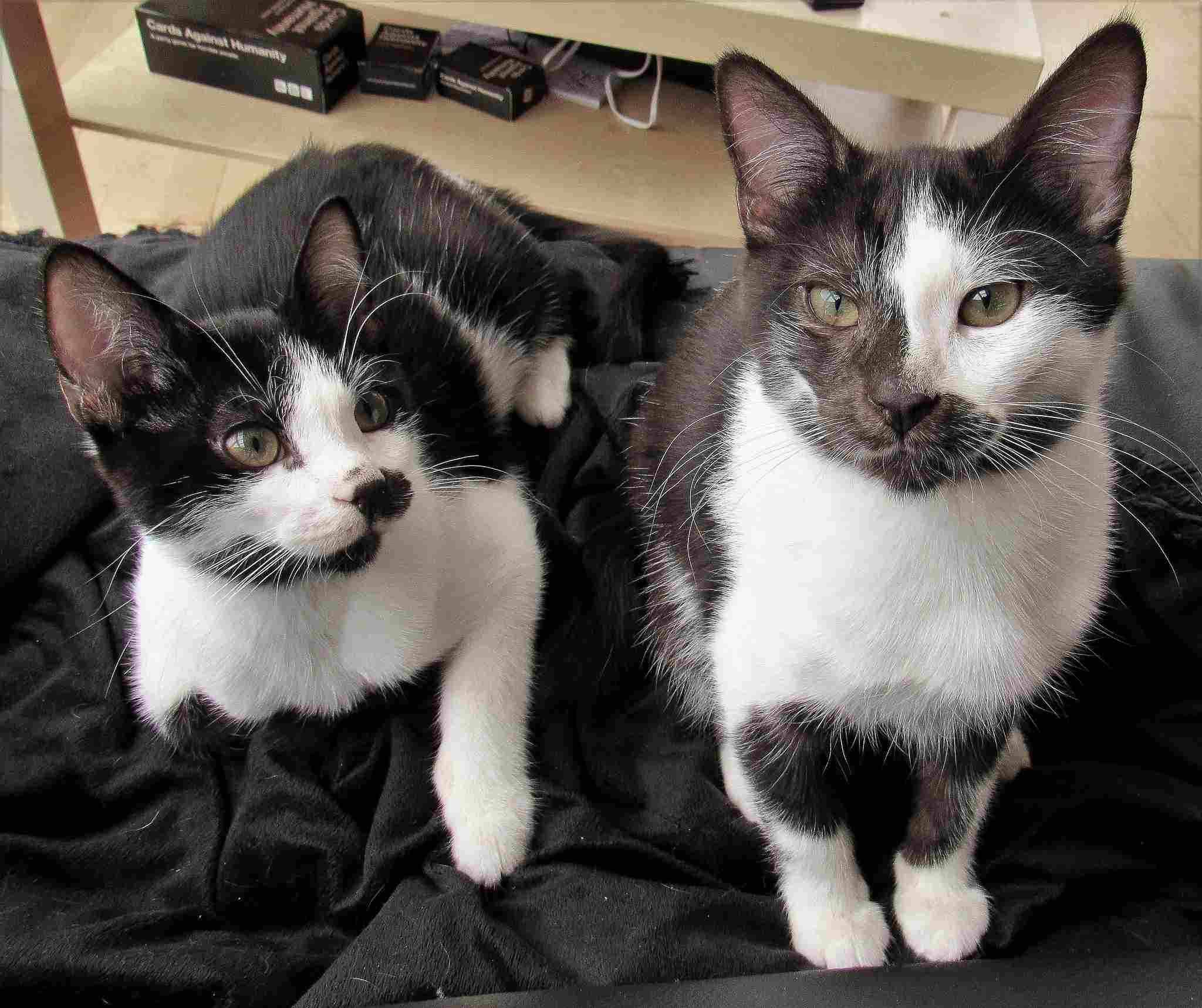 two black and white cats sitting on a black blanket.