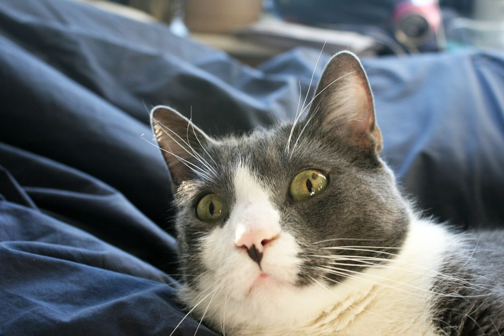 Gray and white cat lying on a blue bedspread
