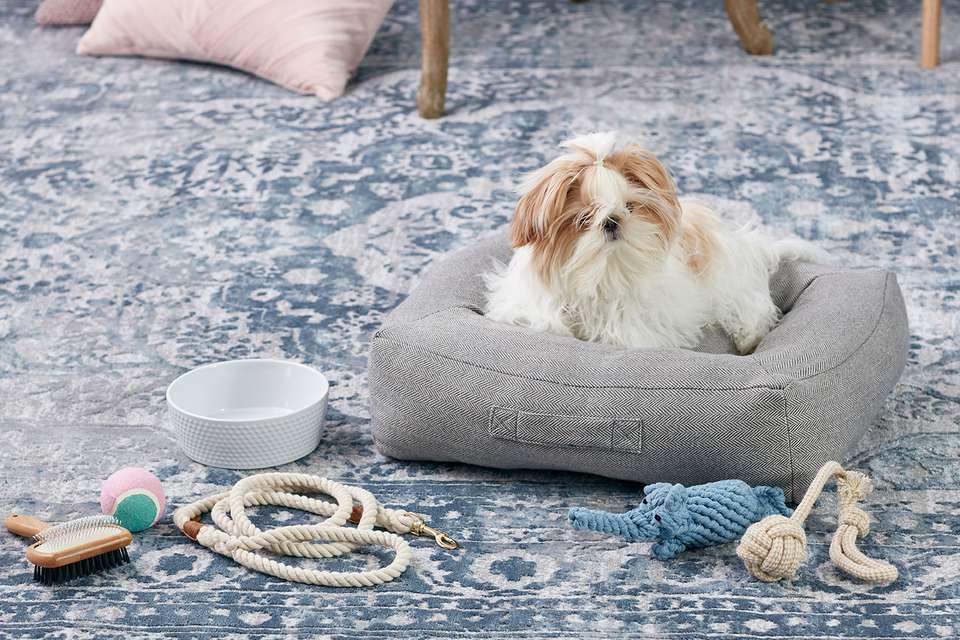 A shih tzu puppy in a dog bed