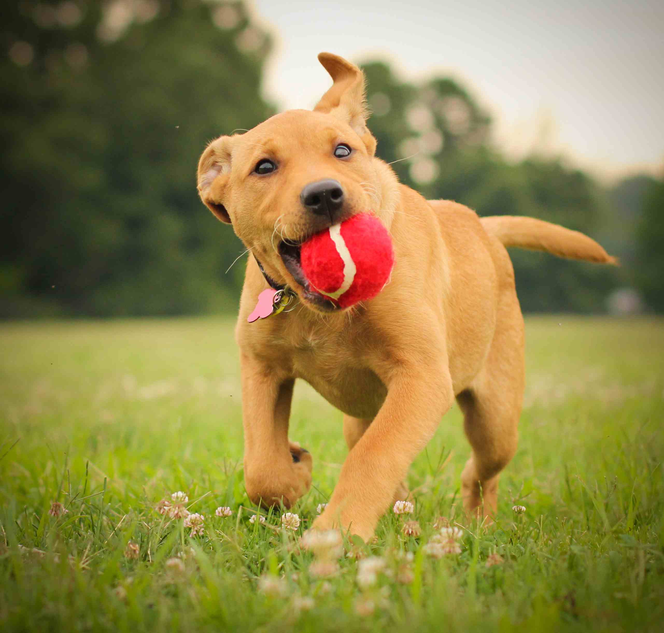 Labrabull puppy running with a red tennis ball in its mouth.