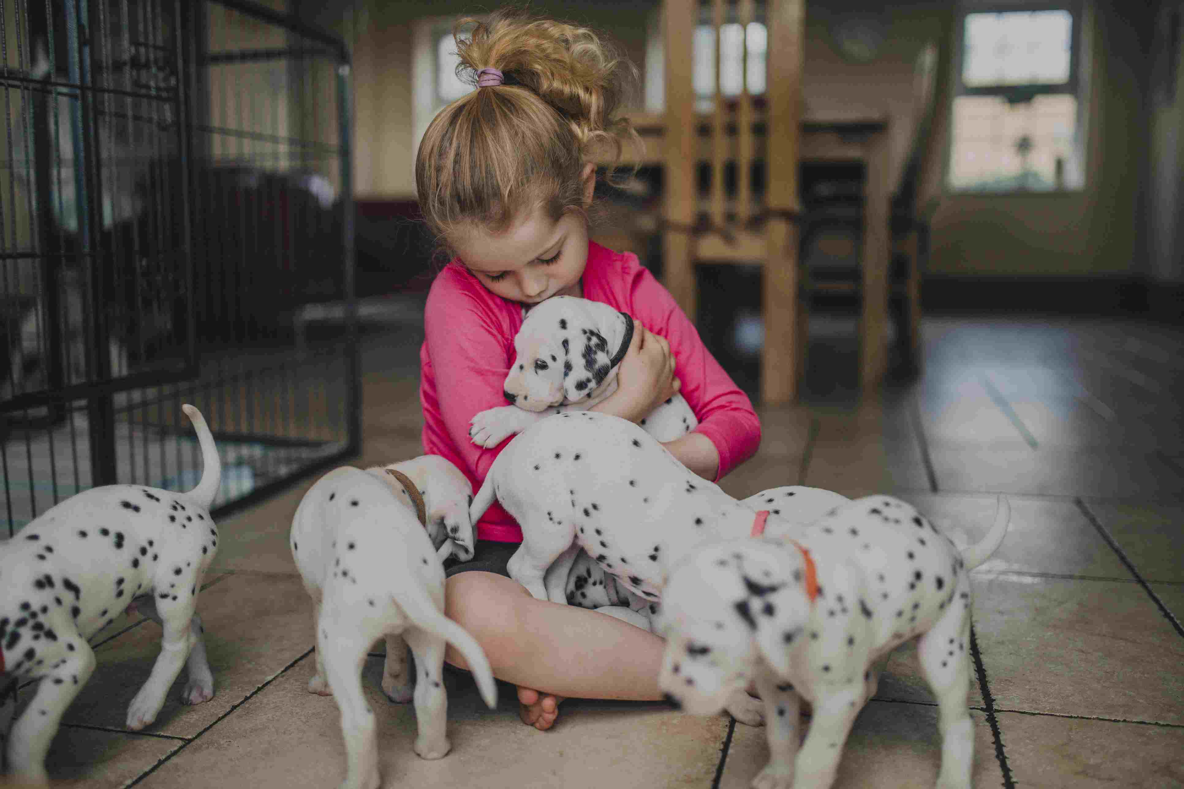 Little girl playing with Dalmatian puppies
