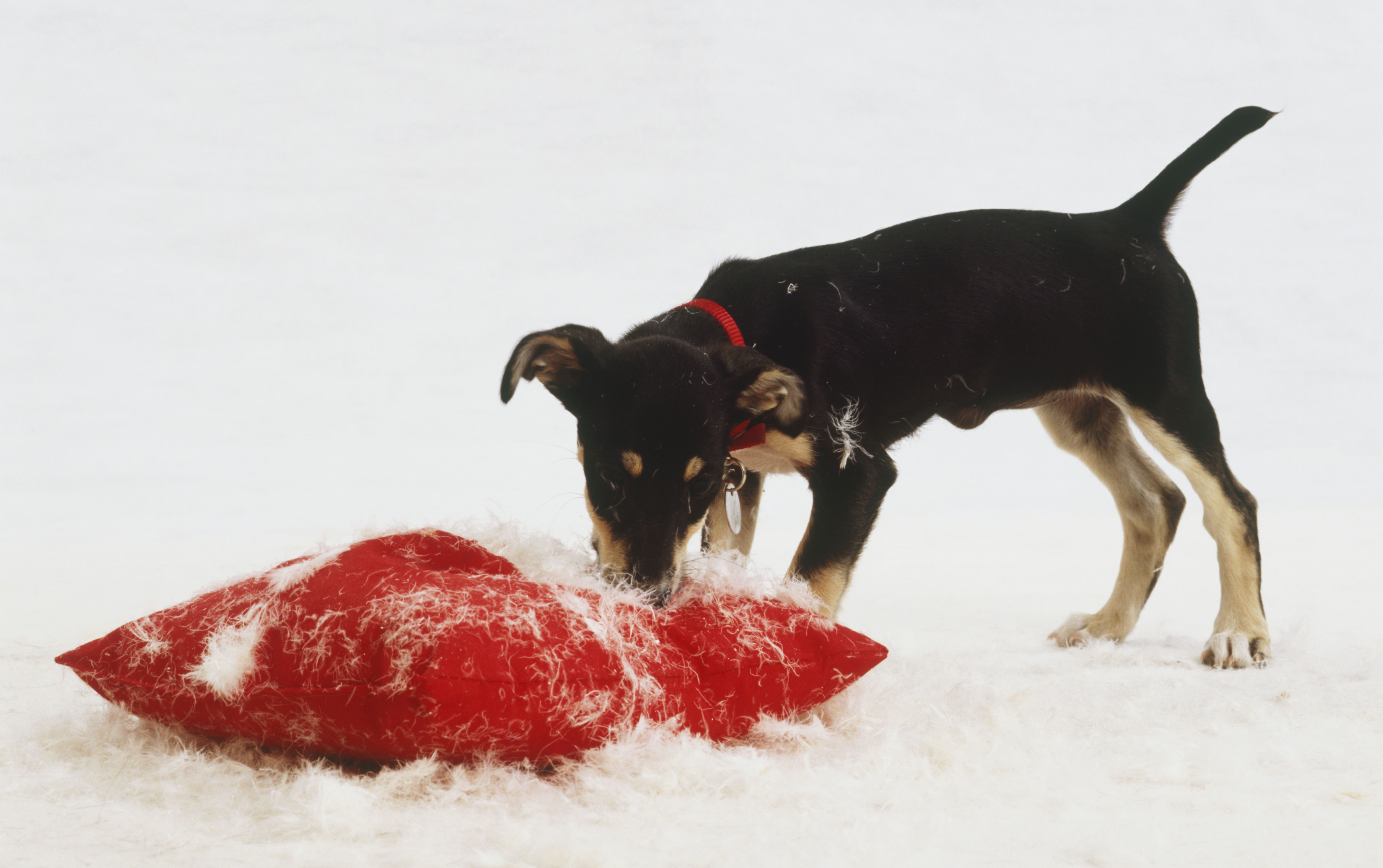 Black puppy destroying a red pillow with the stuffing everywhere.