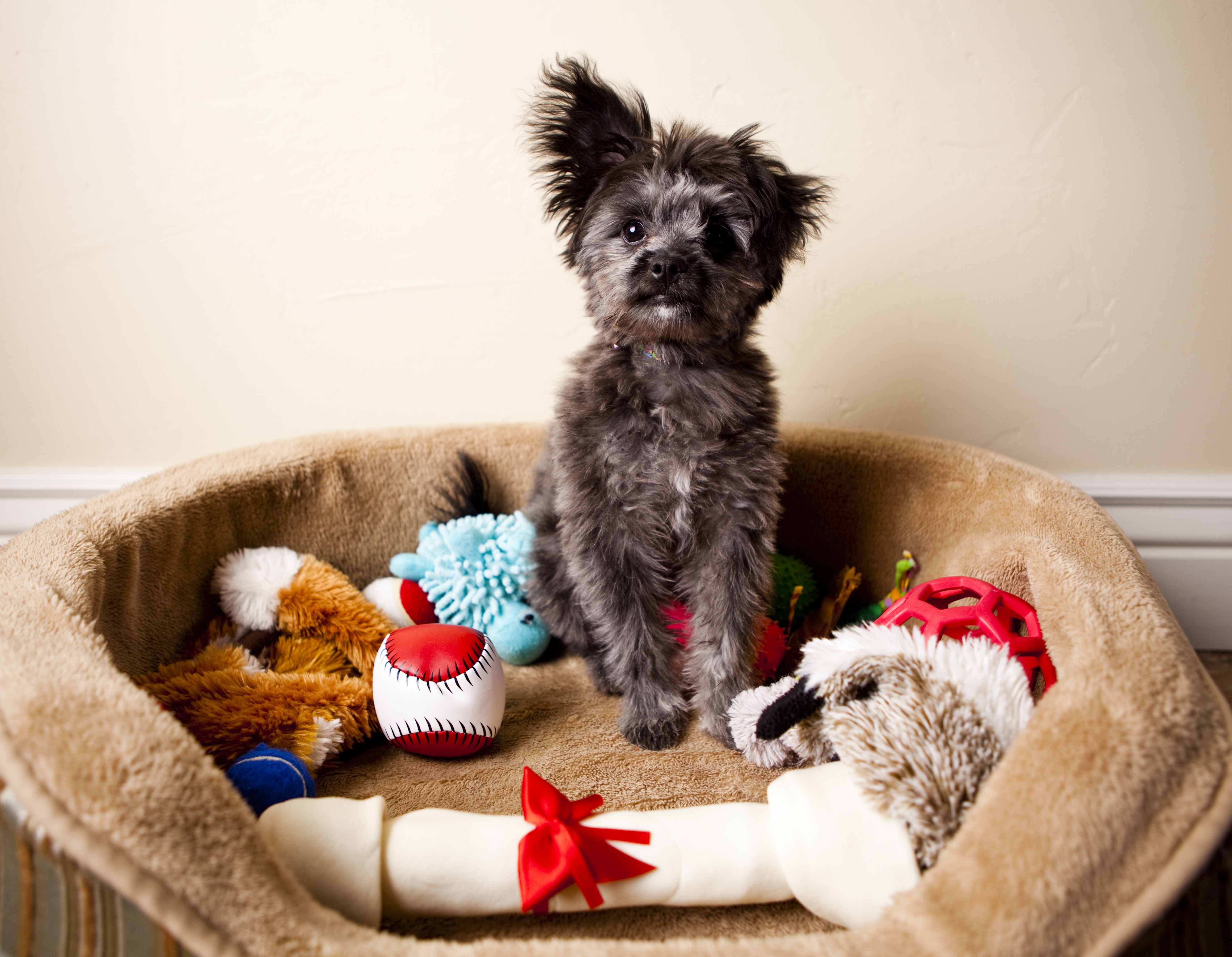 Puppy in a brown dog bed with toys.