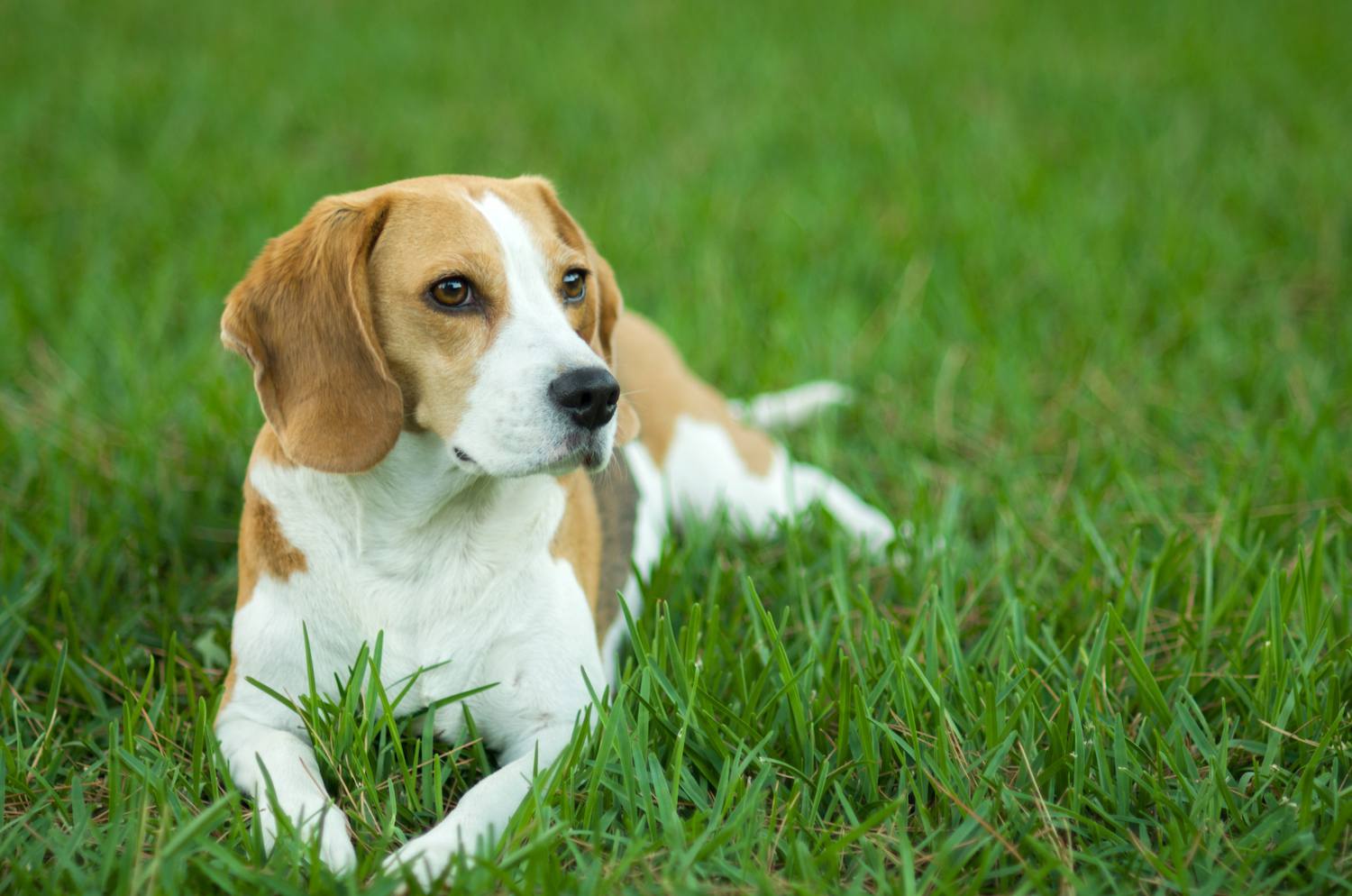hound group - beagle