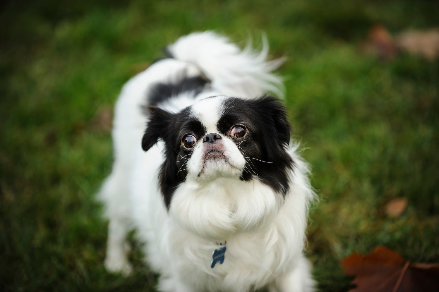toy group - japanese chin