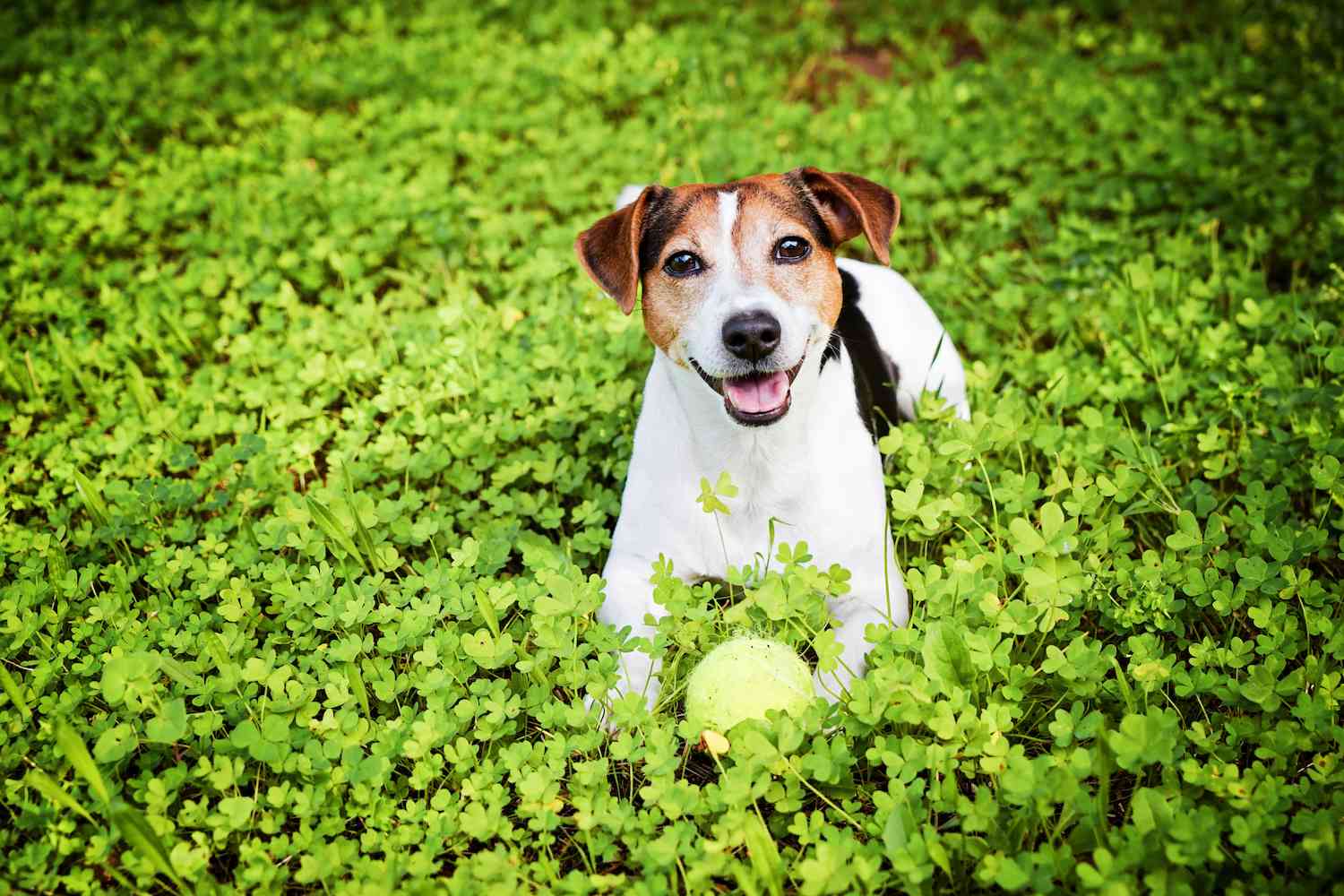 terrier breed group - dog in clovers