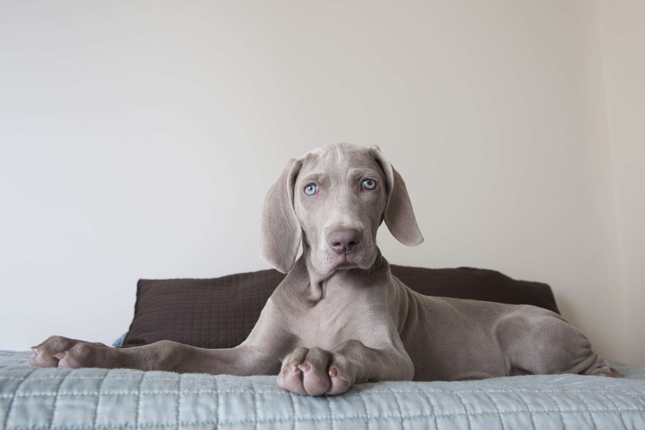 Gray Weimaraner with blue eyes on bed looking at camera.