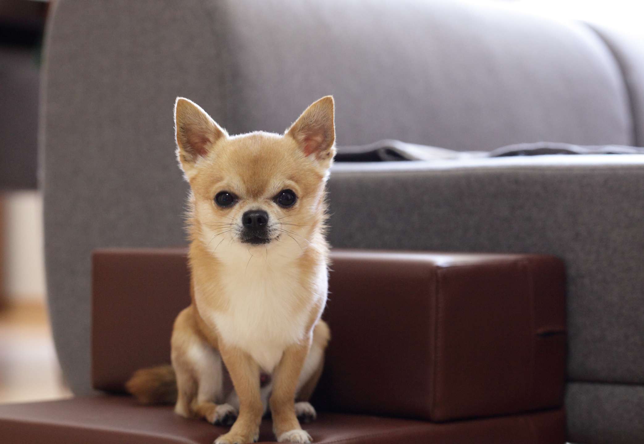 Long haired chihuahua sitting on chair next to couch.