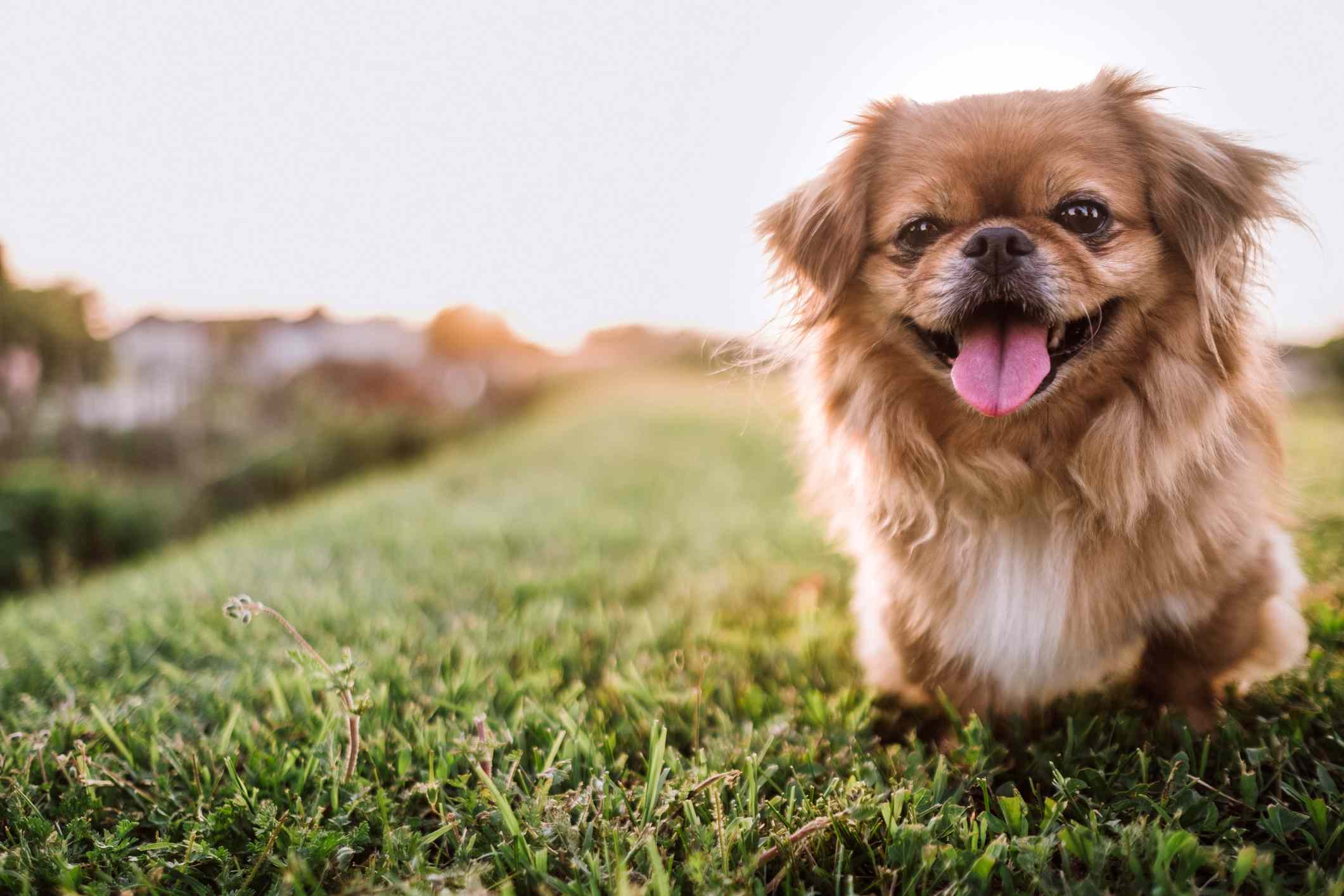 Pekingese sitting on top of a grassy hill and smiling.