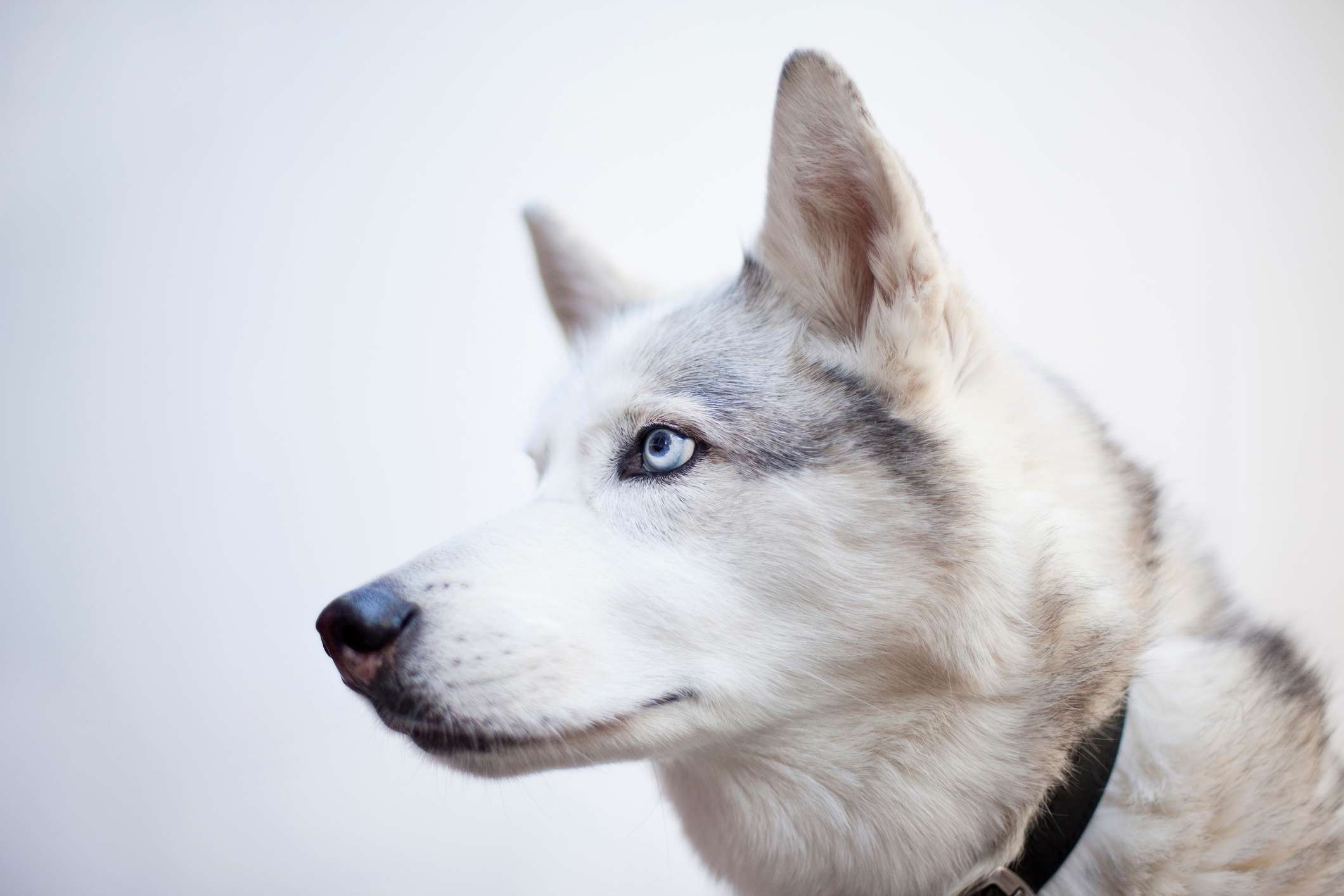 Close up of Siberian Husky with blue eyes outside.