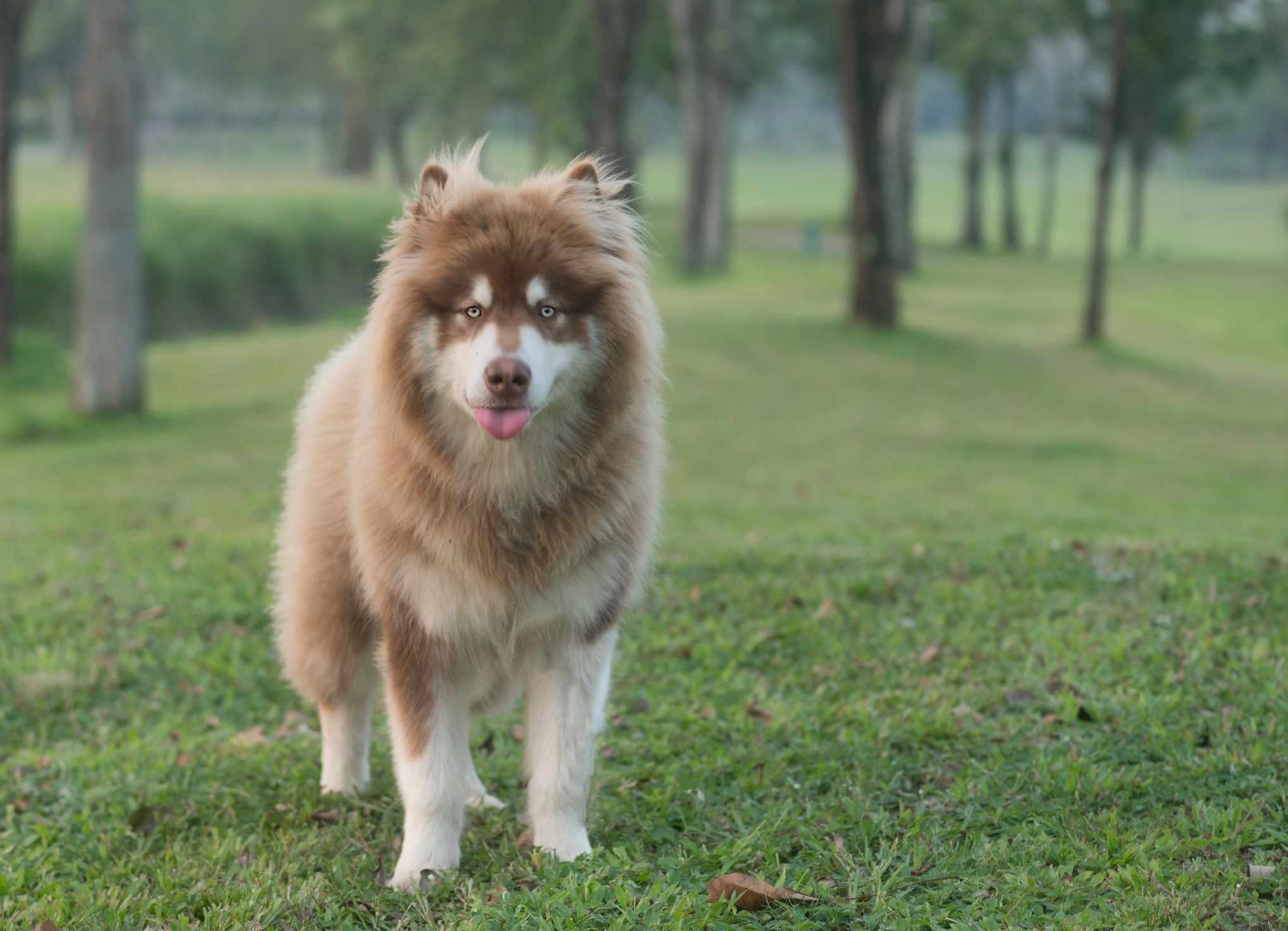 Brown Alaskan Malamute with tongue out standing in a grassy field.