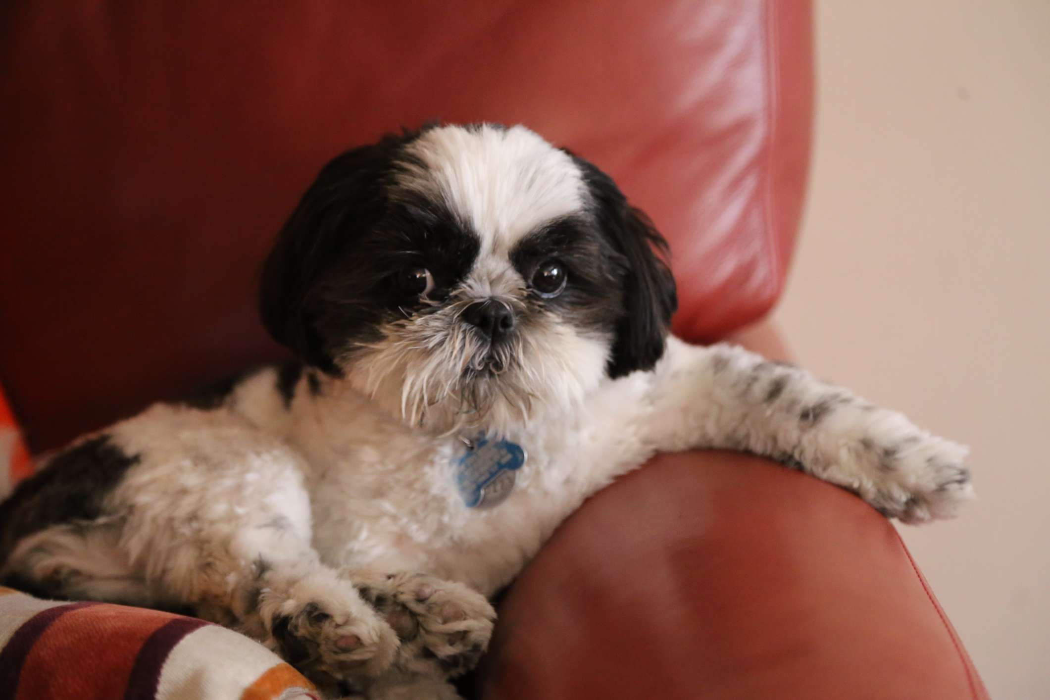Black and white Shih Tzu dog sitting on edge of leather couch.