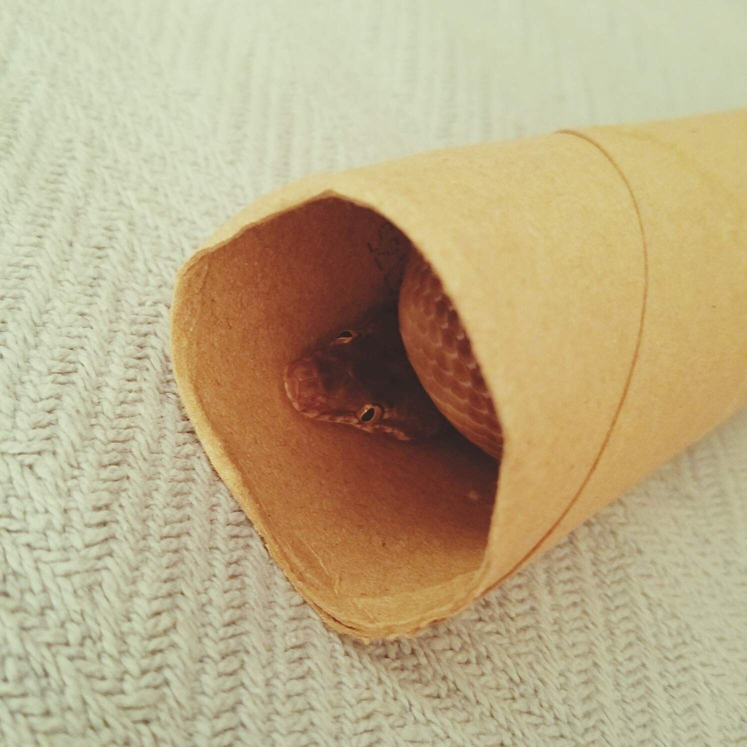 Close-Up Of A Snake Wrapped In Paper