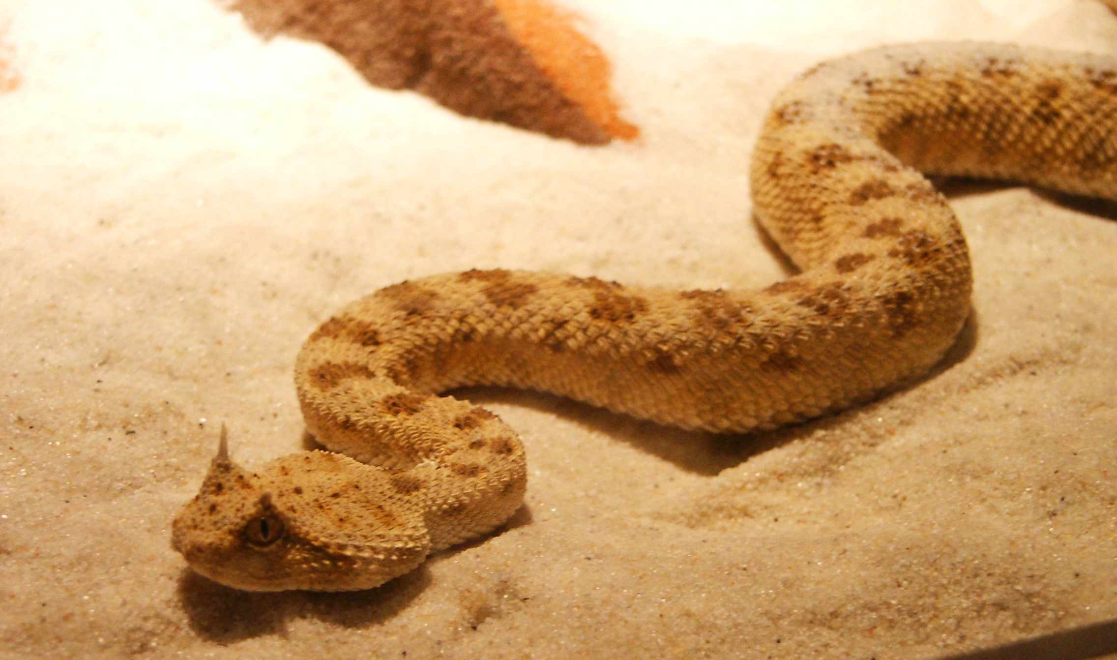 Horned Viper On Sand In Aquarium