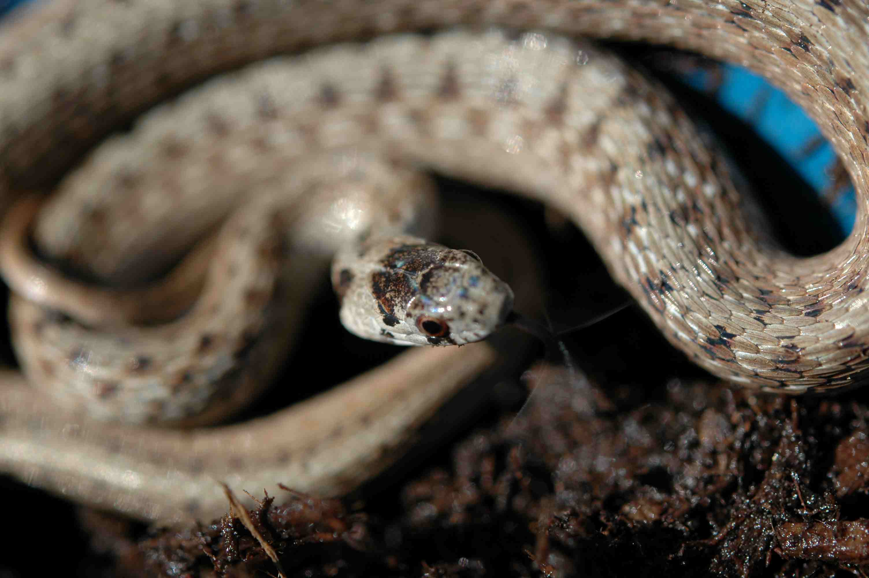 Snake on mulch
