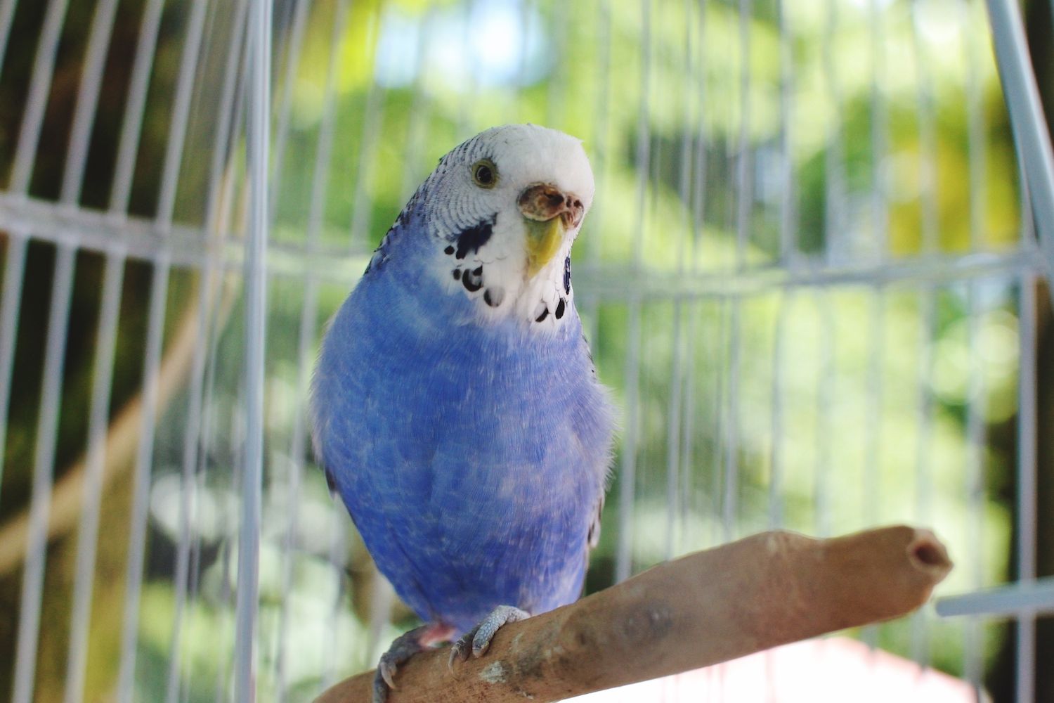 blue budgie in a cage
