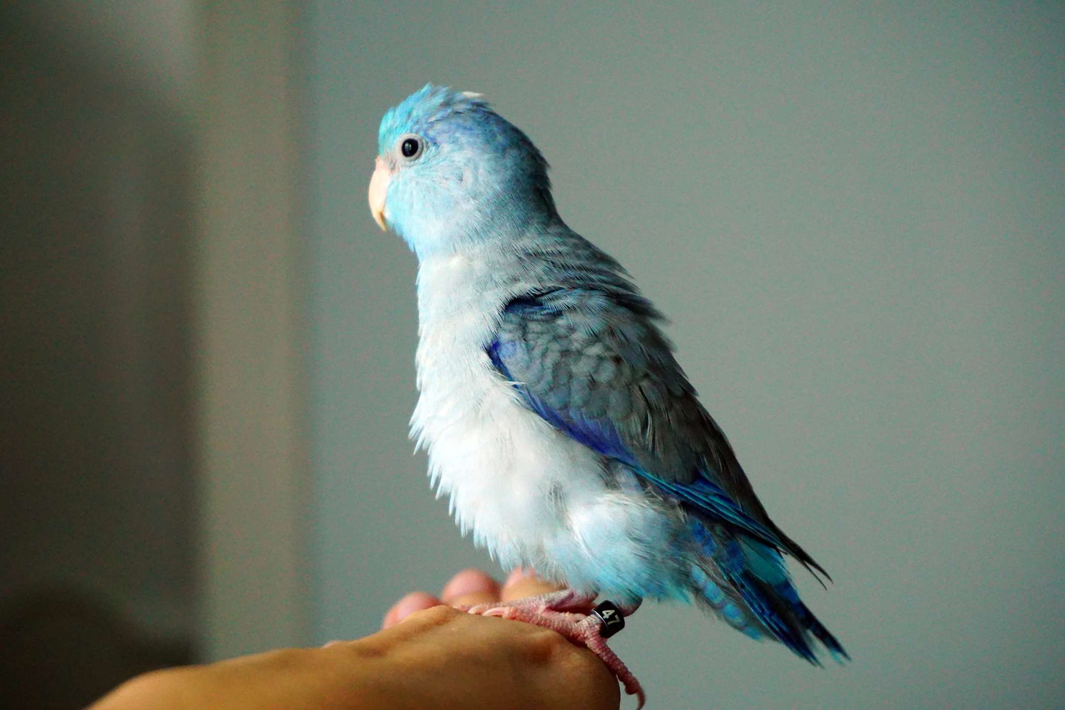 blue Pacific parrotlet