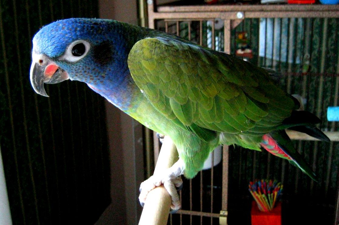 blue-headed pionus parrot