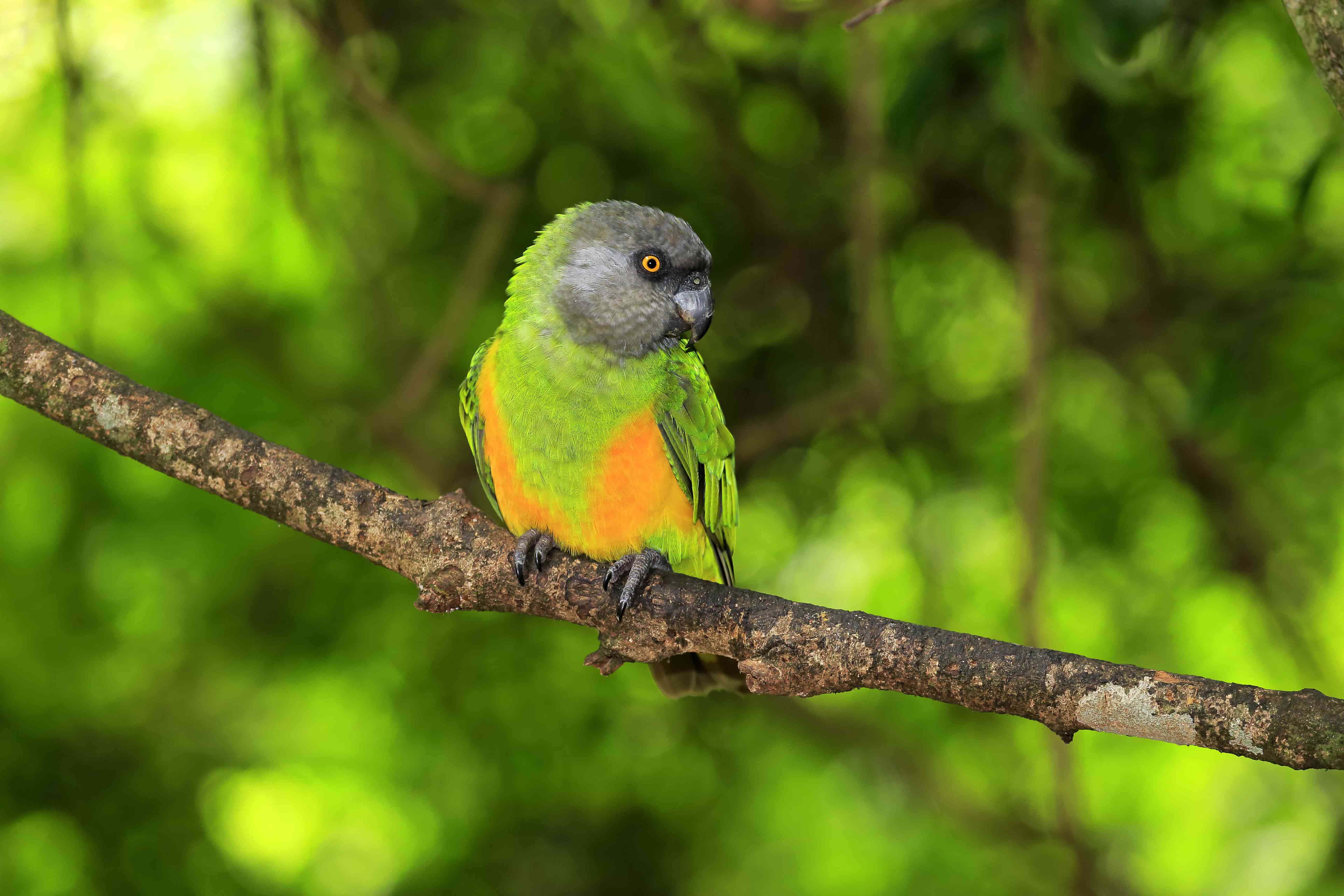 Senegal parrot on a branch