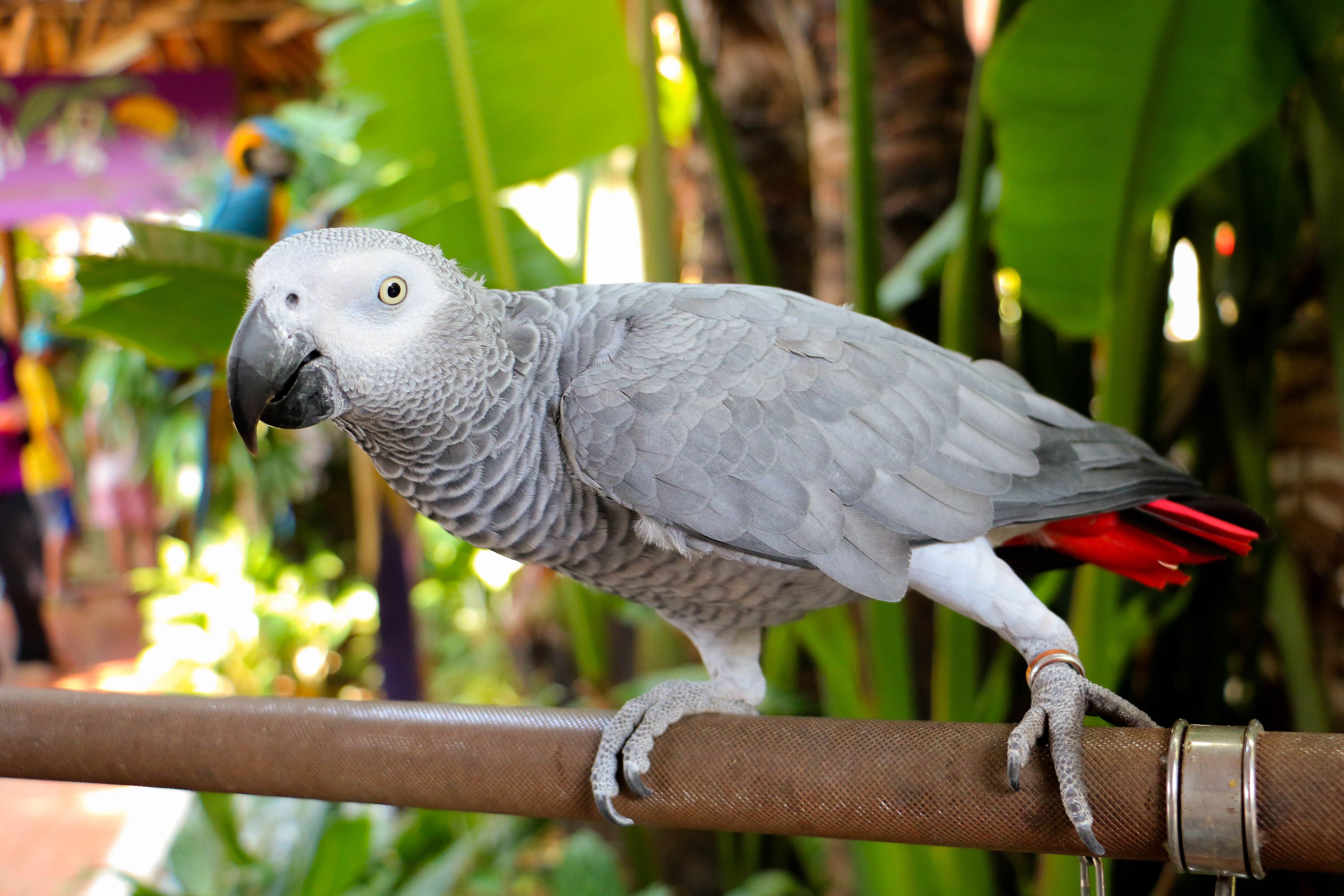 African Grey parrot perching on a pipe