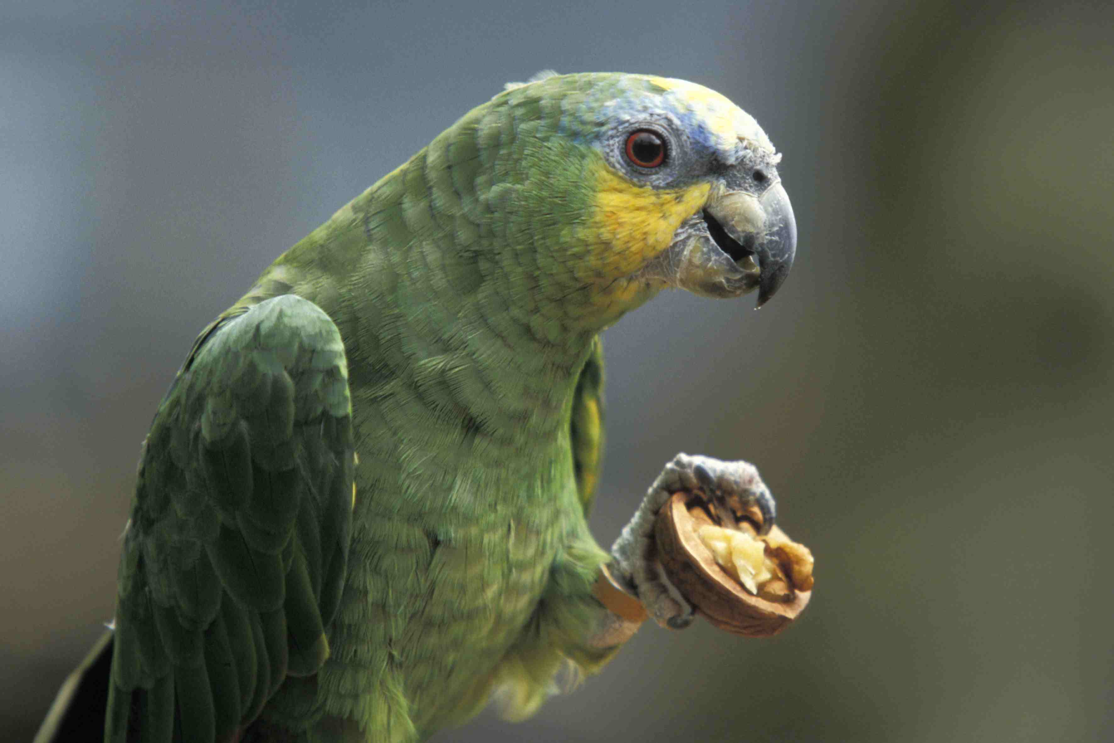Amazon parrot eating with it's foot