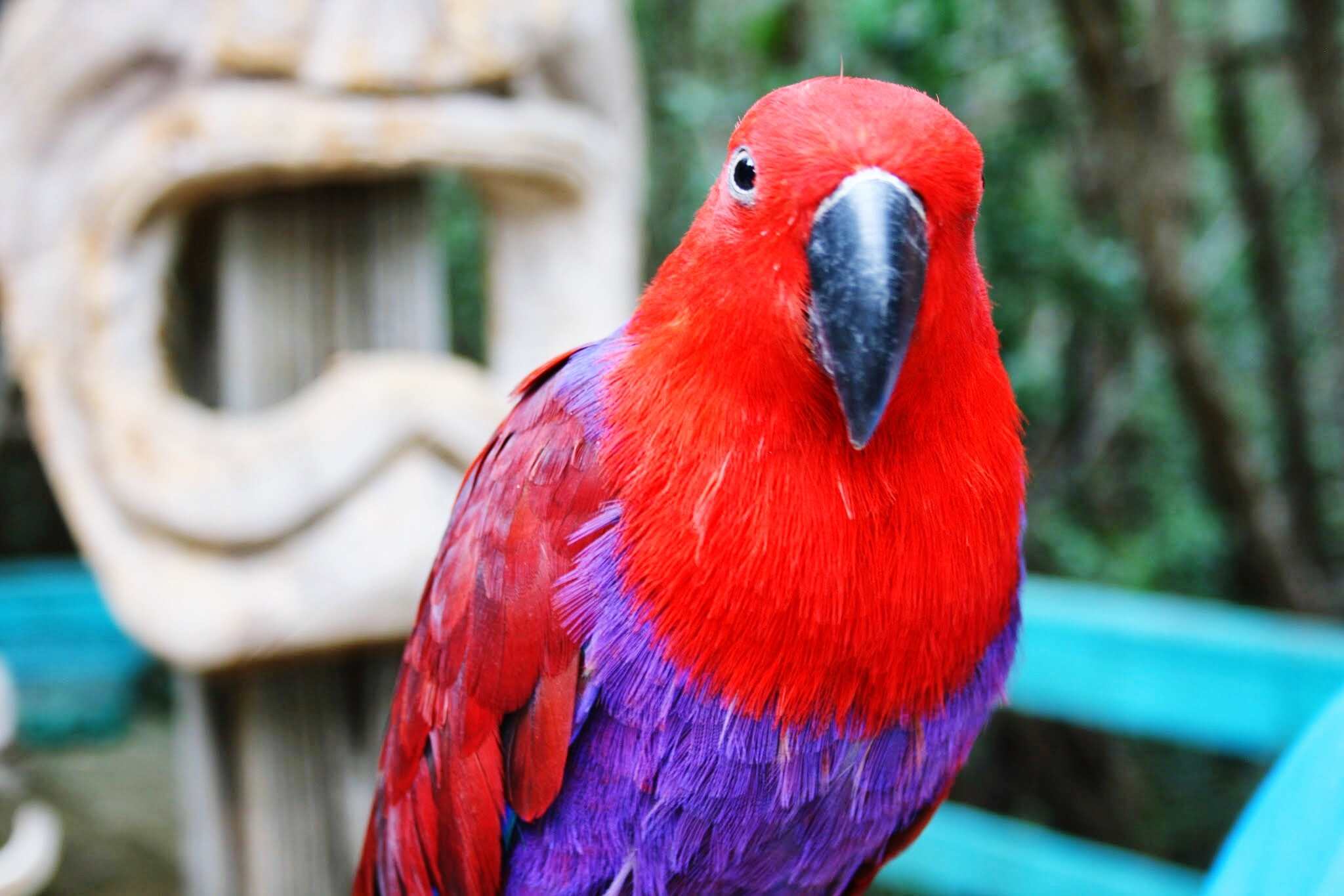 Eclectus parrot at zoo