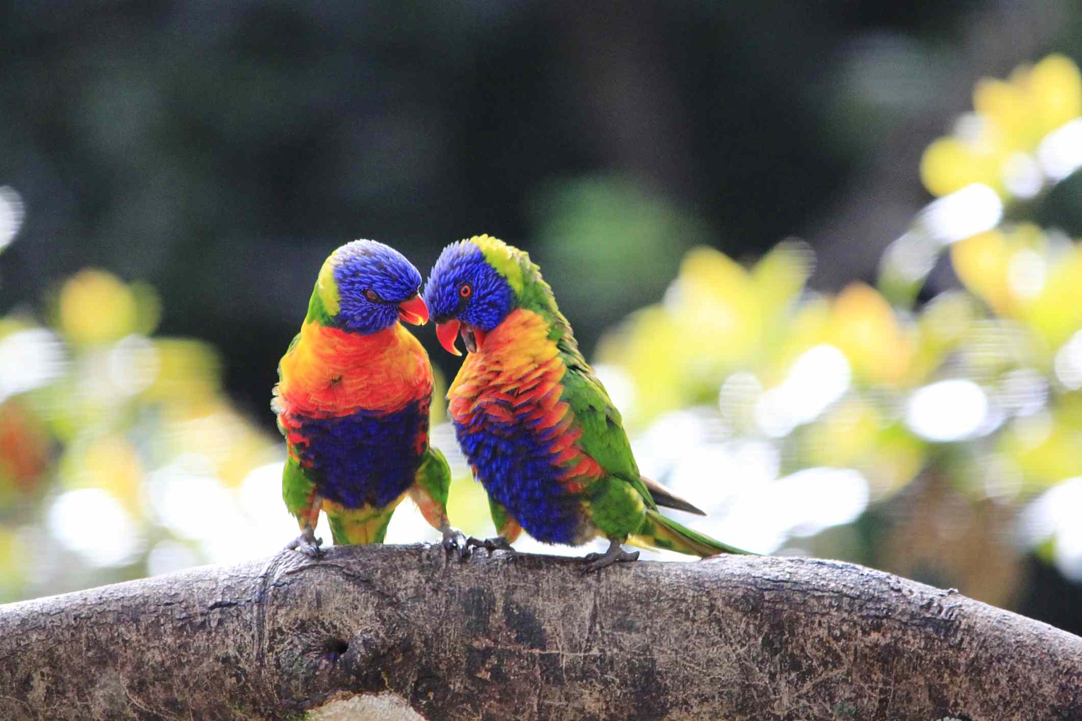 Two rainbow lorikeets on a branch