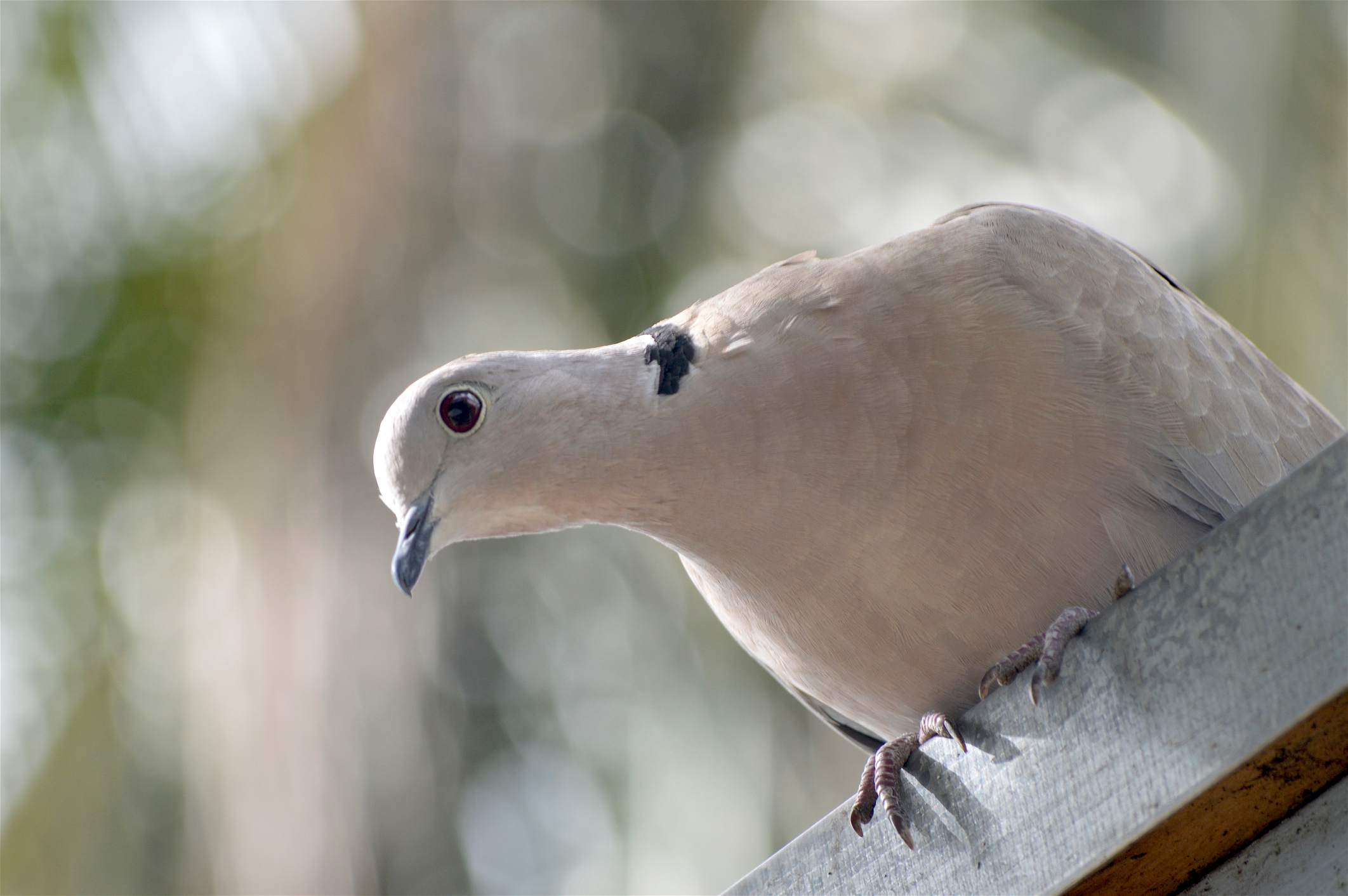 White dove perched