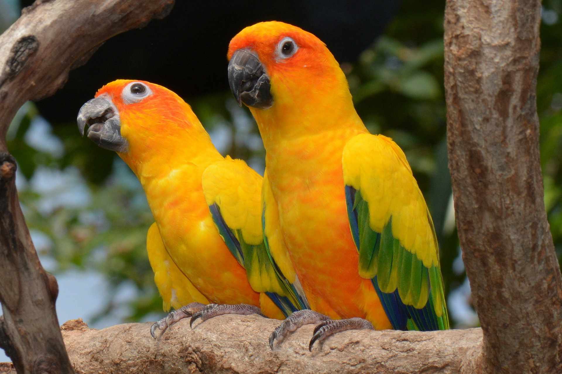 Two sun conures perched in a tree