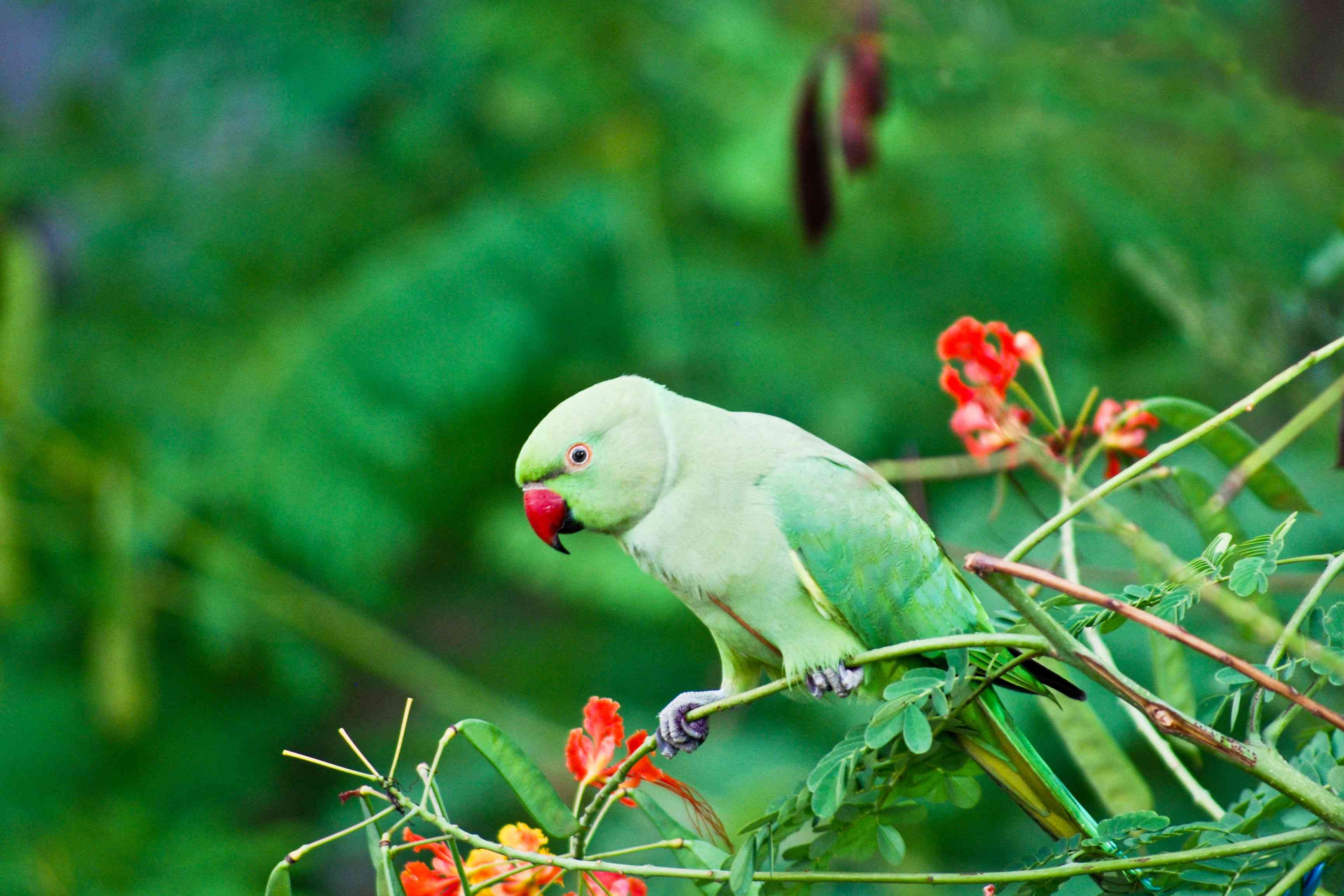 Indian ringneck parakeet in a tree