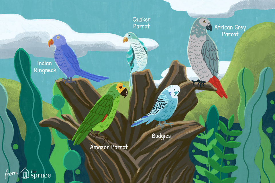 talking bird species illustration