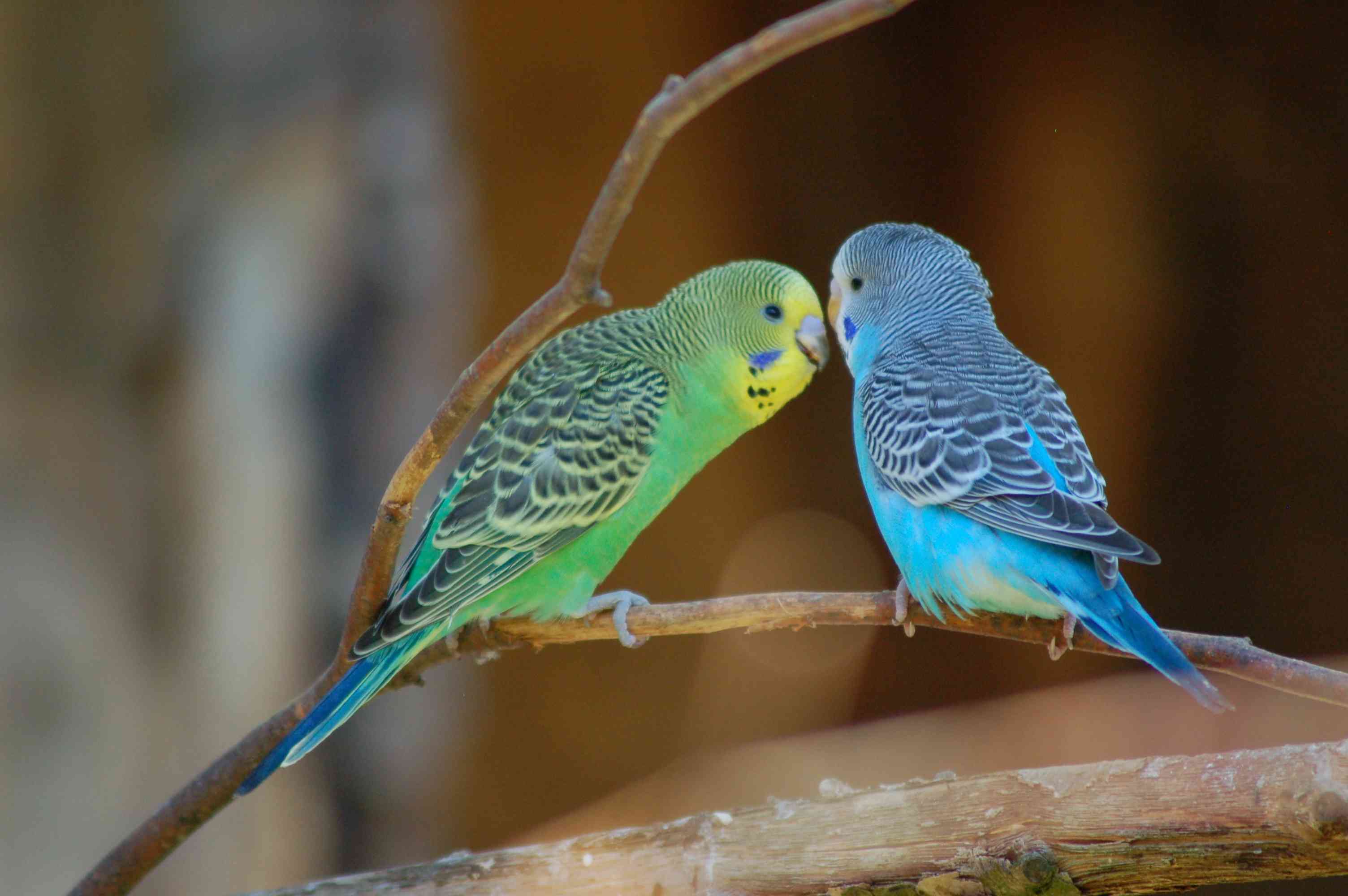 a green and a blue budgie talking