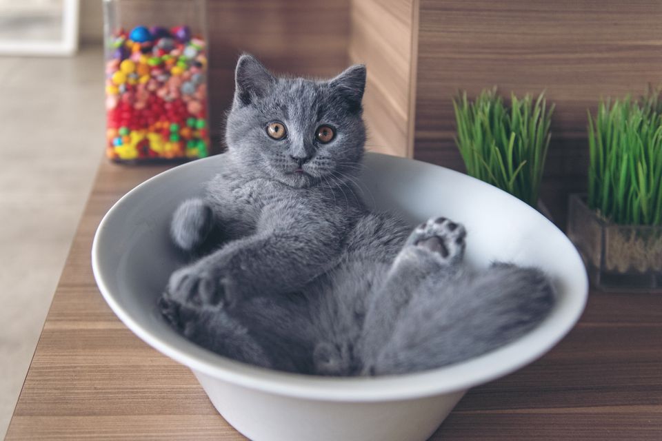 Cat with blue coat in a bowl