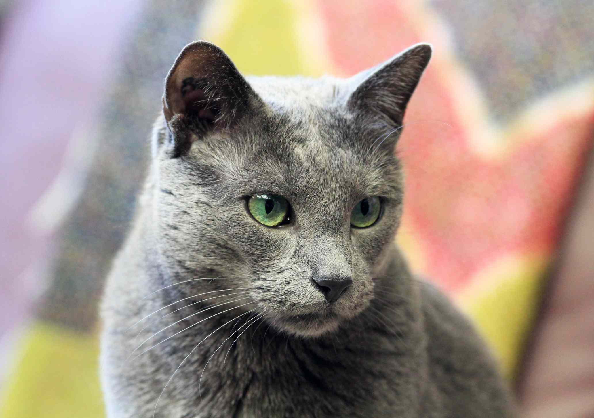 Russian blue cat portrait