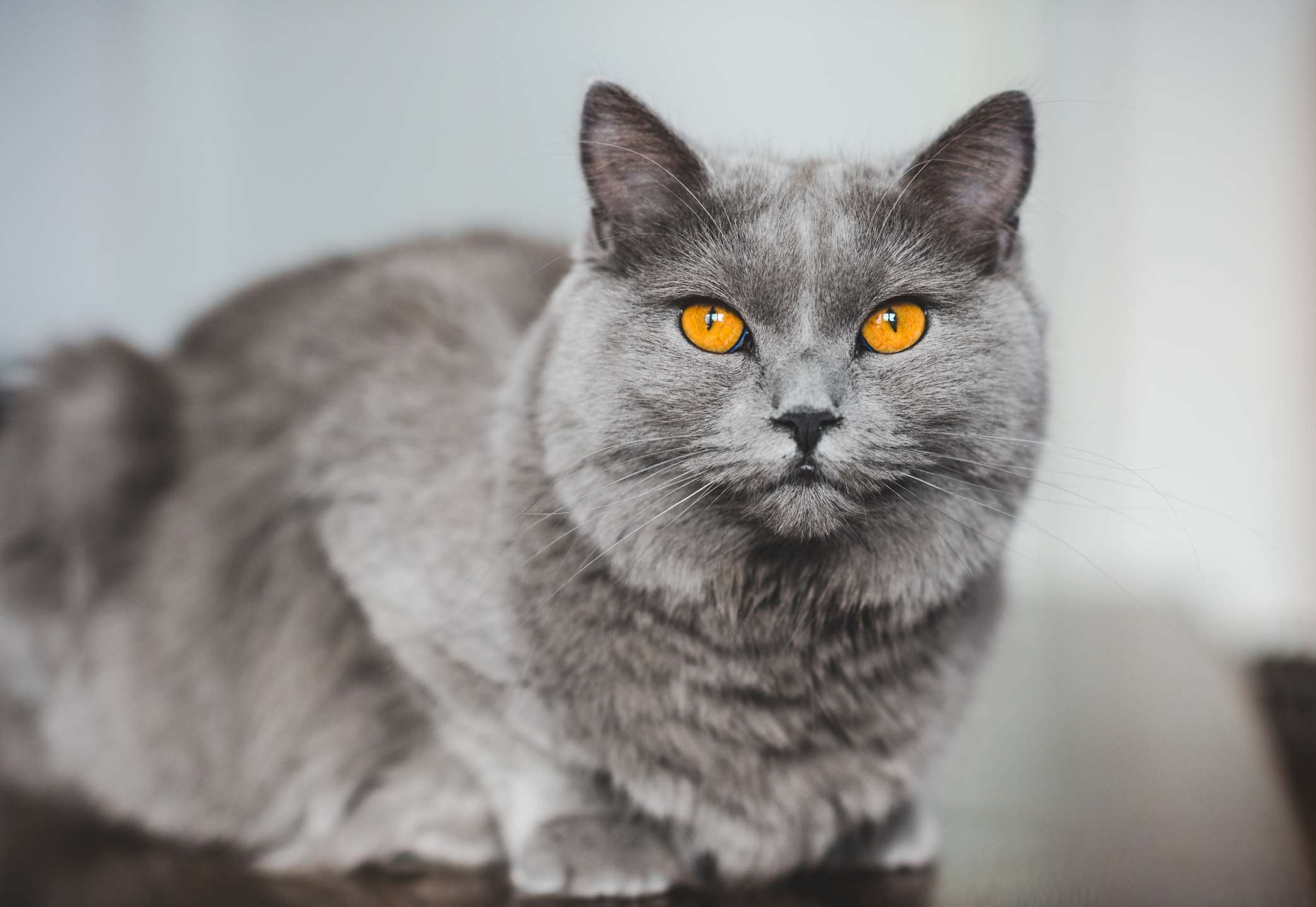 Chartreux cat with blue coat