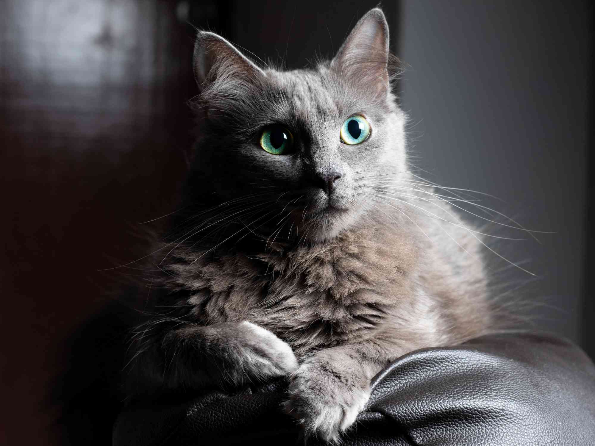 Nebelung cat with blue coat