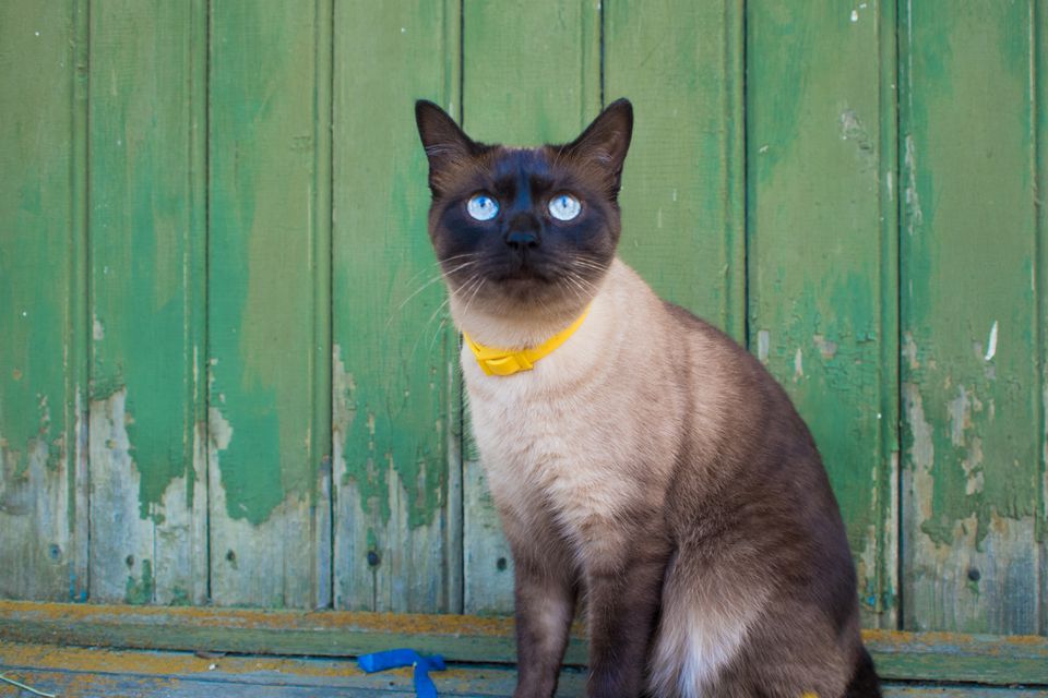 Beautiful blue-eyed cat in a collar, sitting against a wooden wall