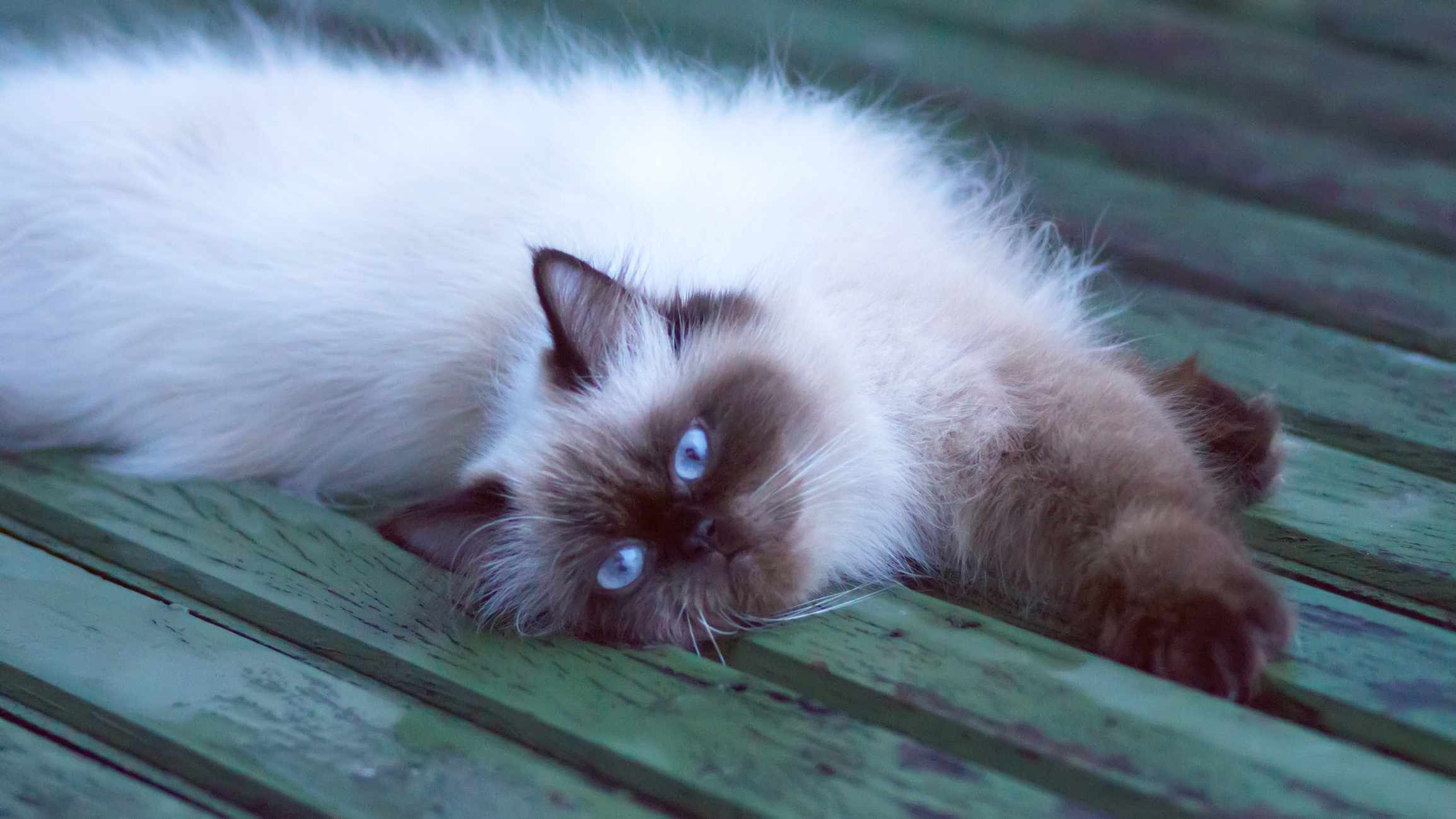 Himalayan Cat lying on a green deck