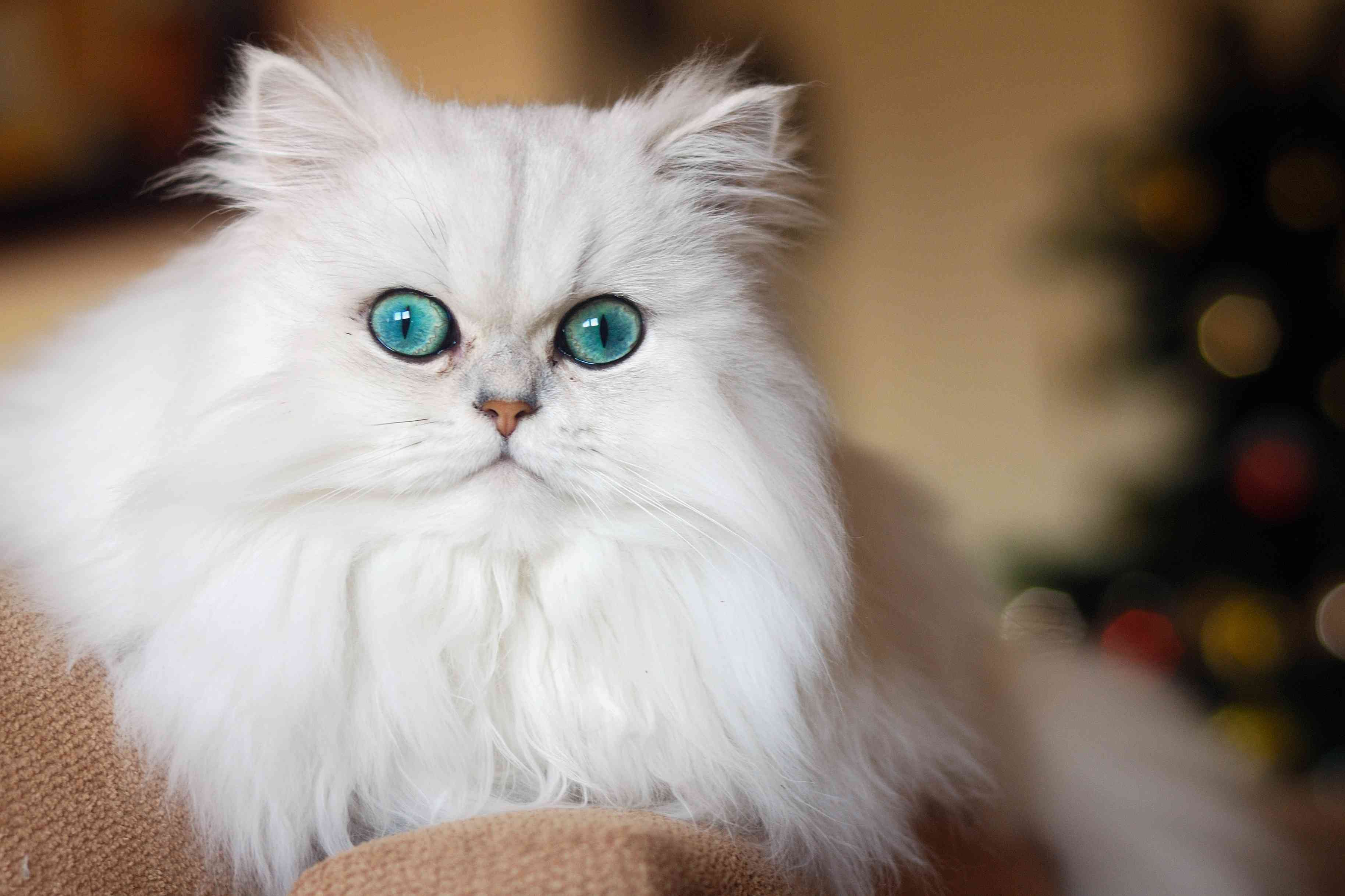 White Persian cat with blue eyes lying on top of a sofa