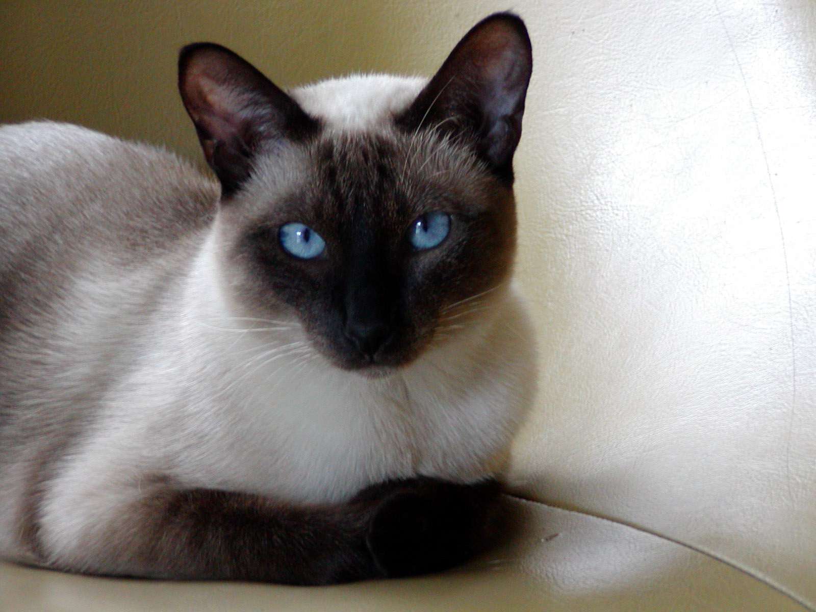 Siamese cat lying on a leather chair