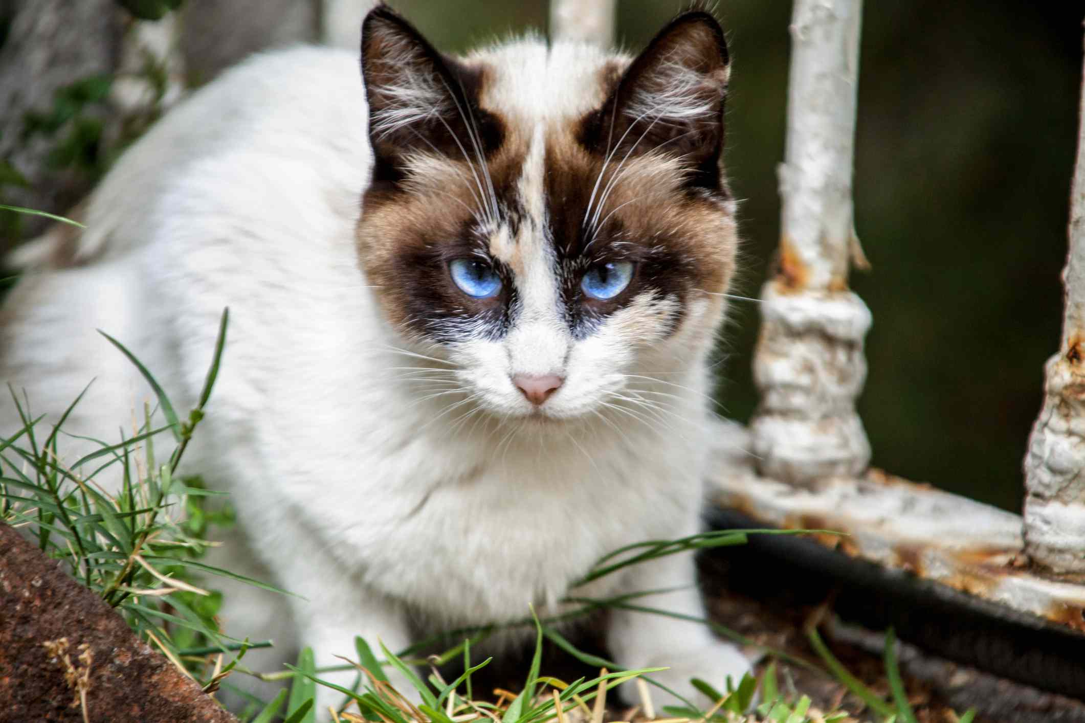 Blue eyed snow show cat in a garden in front of a fence